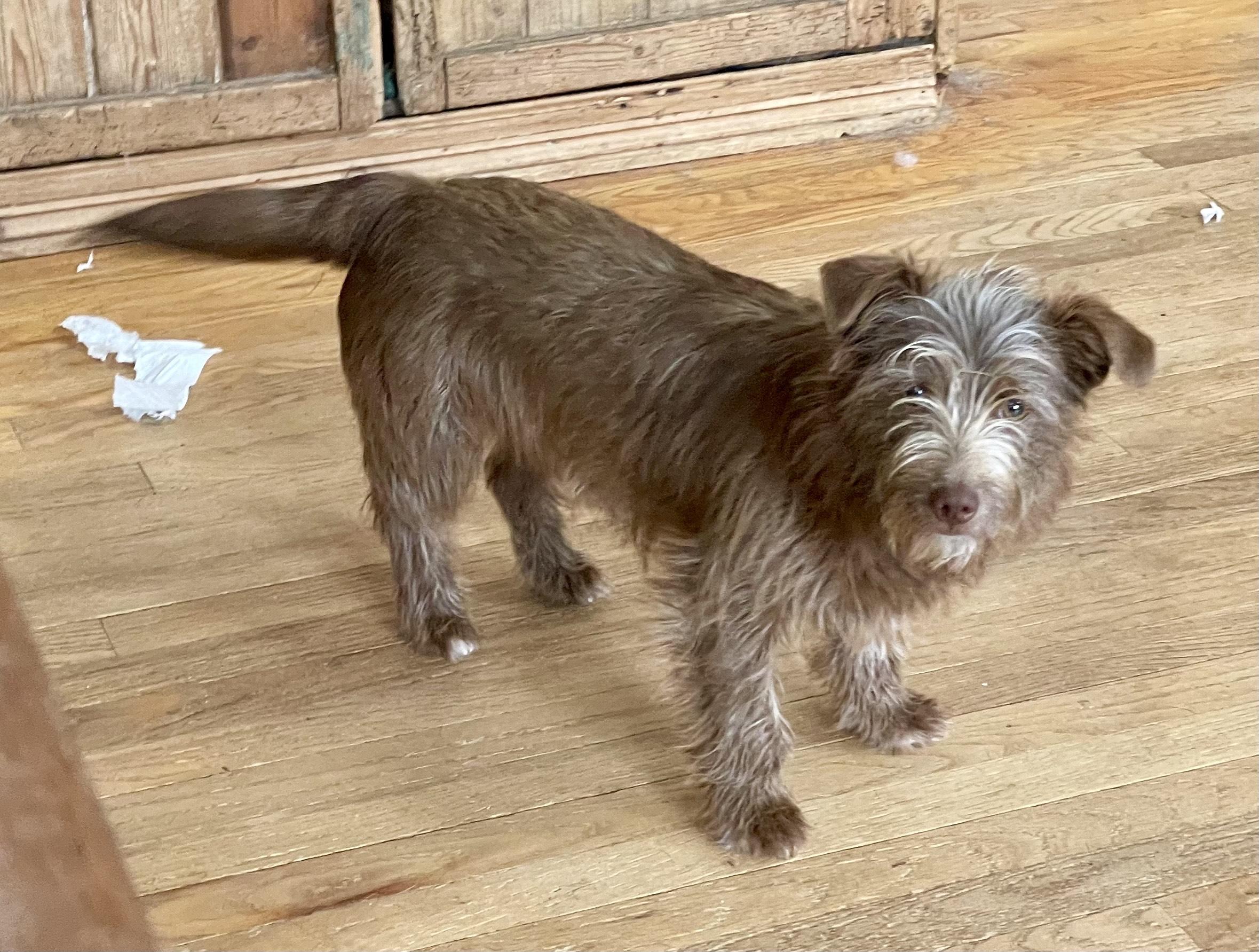 Daxton, an adopted mixed breed in MORAVIAN FALLS, NC image 2/5
