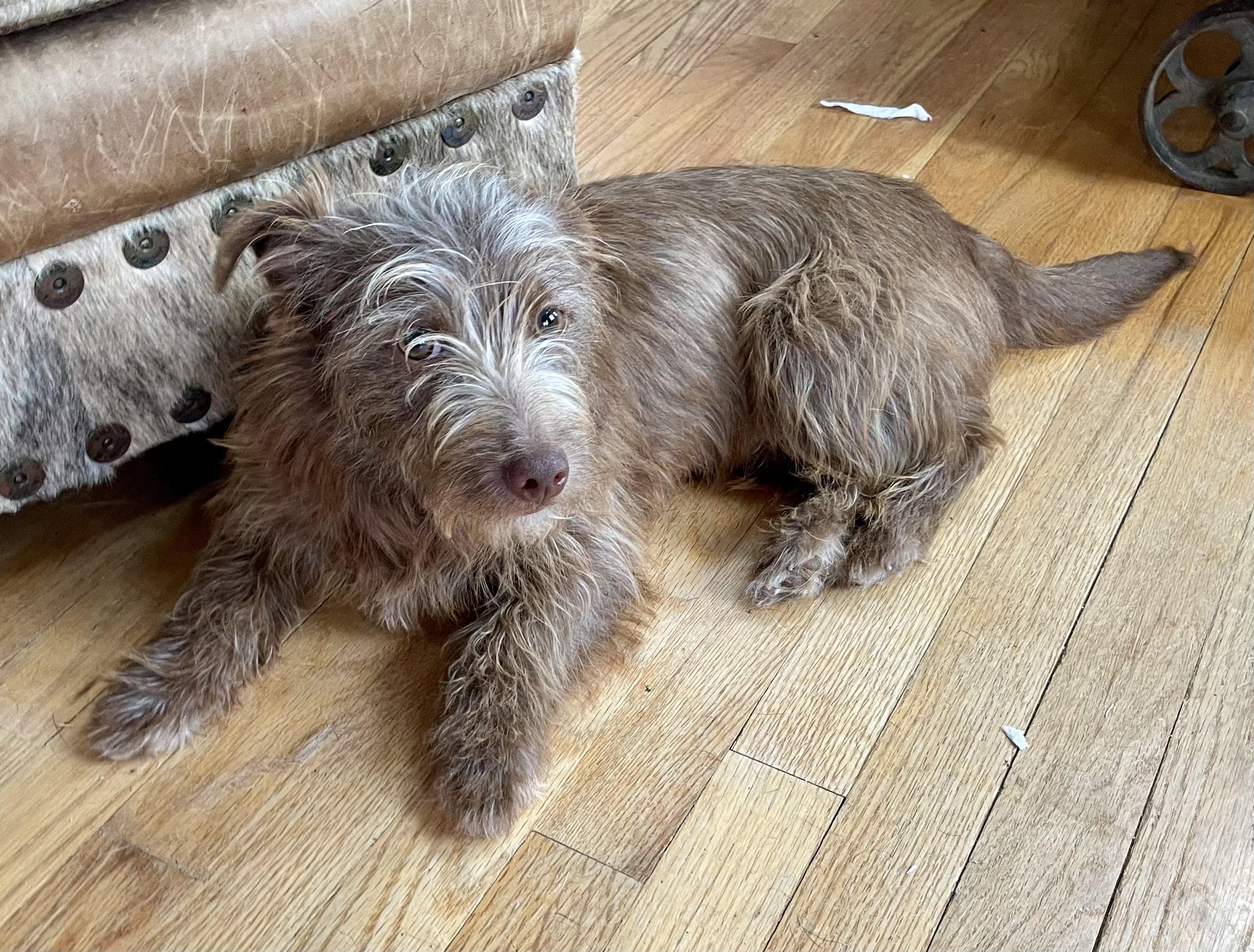 Daxton, adopted, Young Male Terrier.