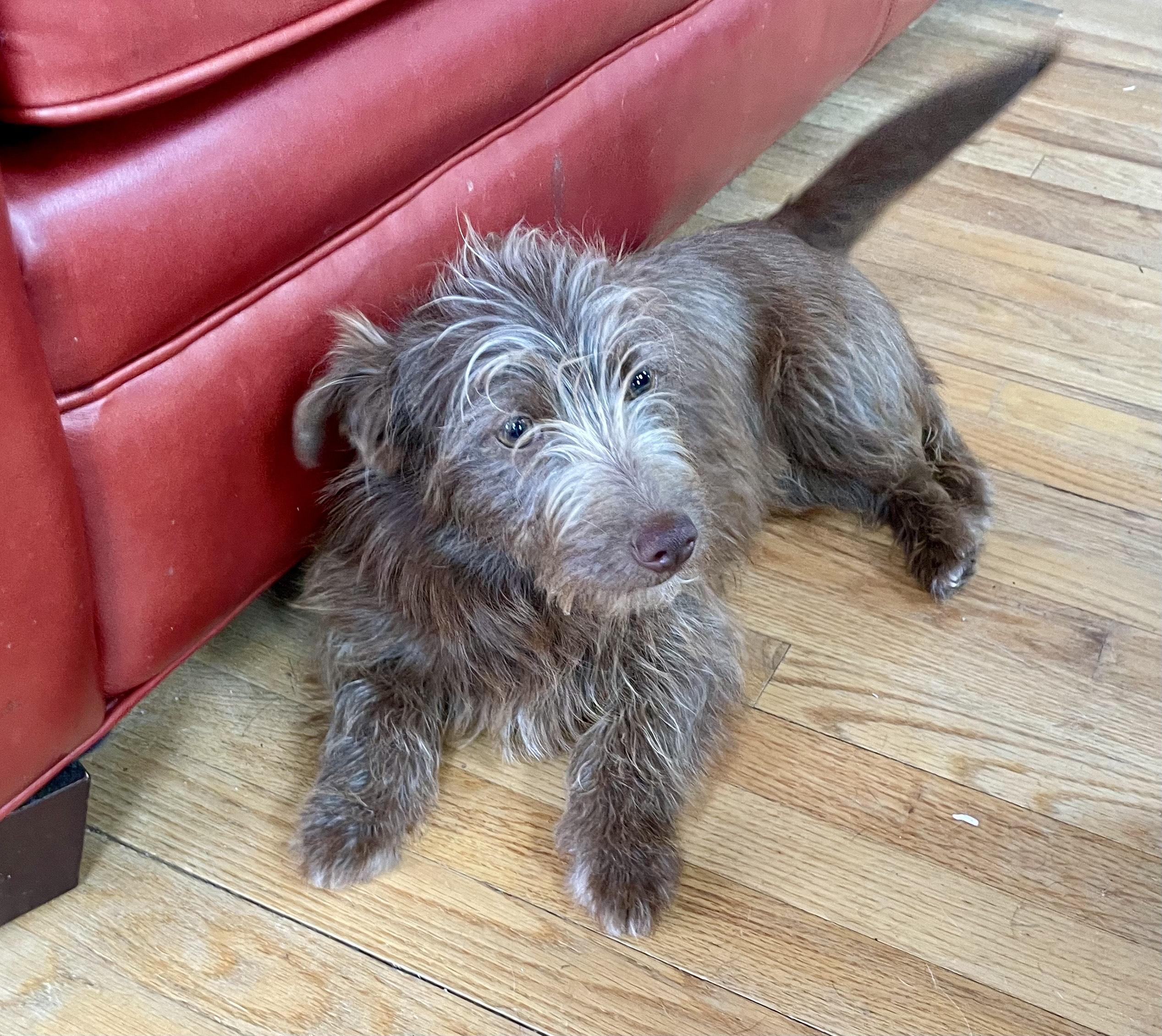 Daxton, an adopted mixed breed in MORAVIAN FALLS, NC image 3/5