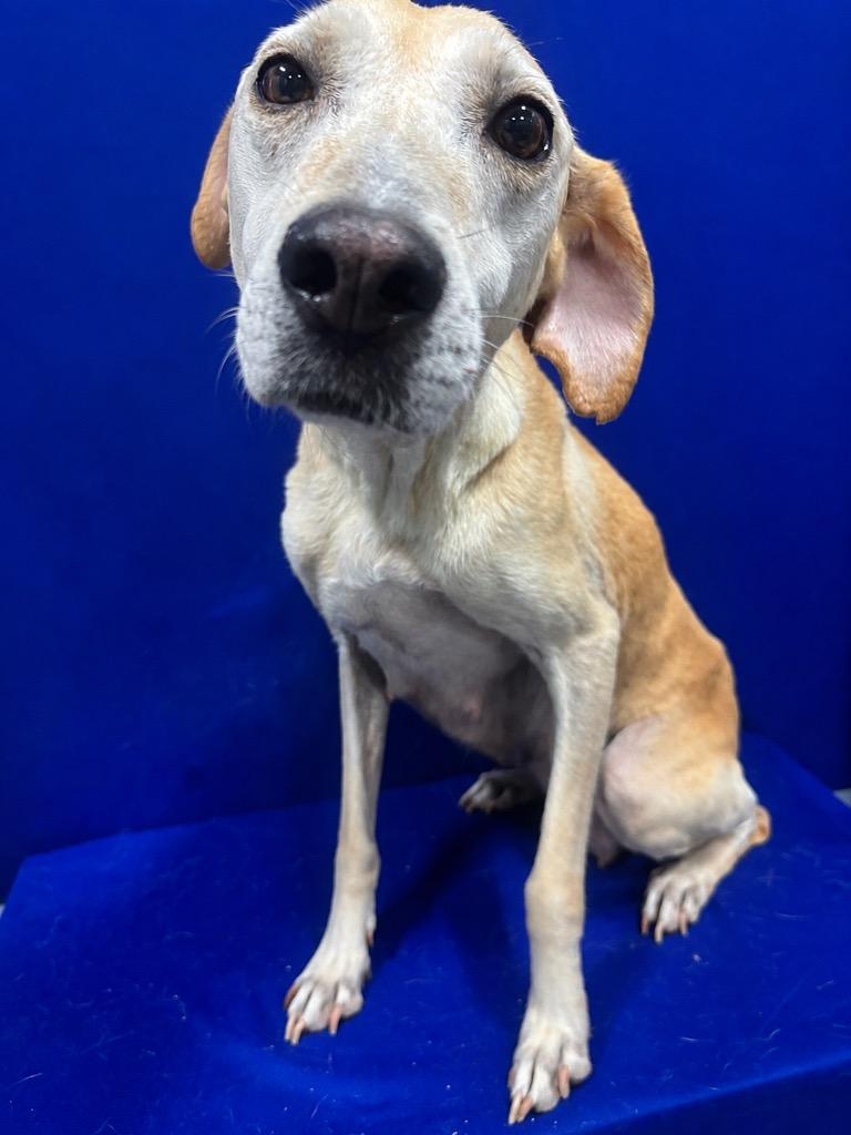 Francis, Adoptable, Young Female Hound.