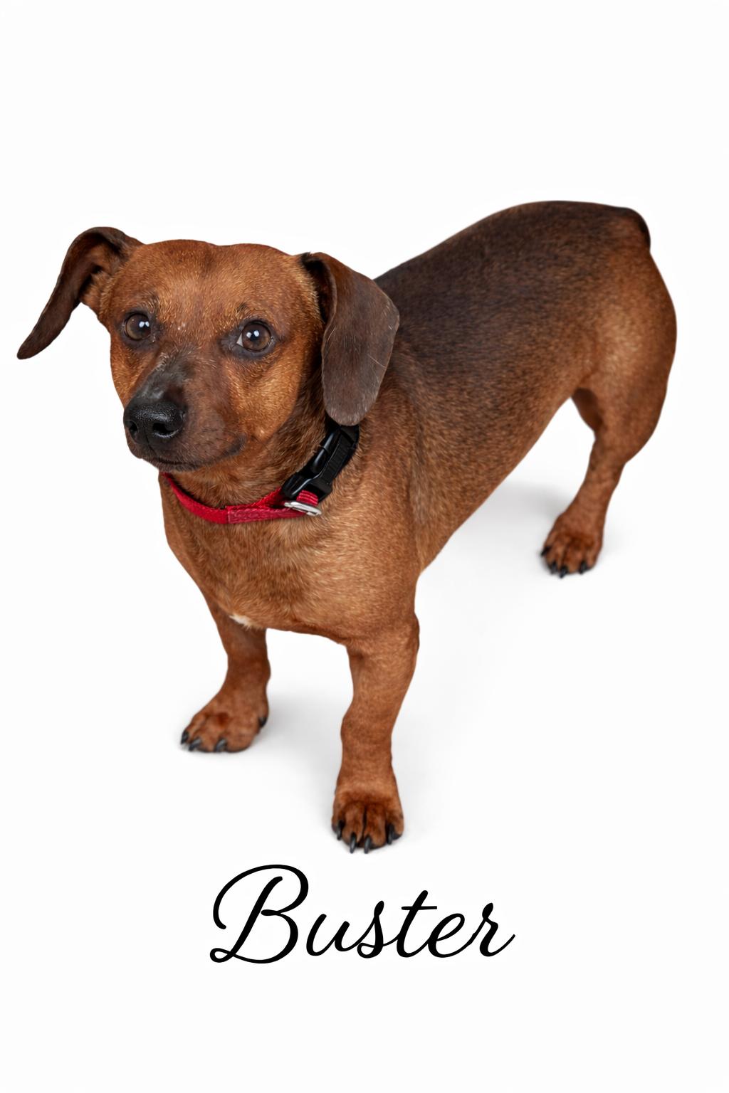 Buster, adopted, Adult Male Dachshund.