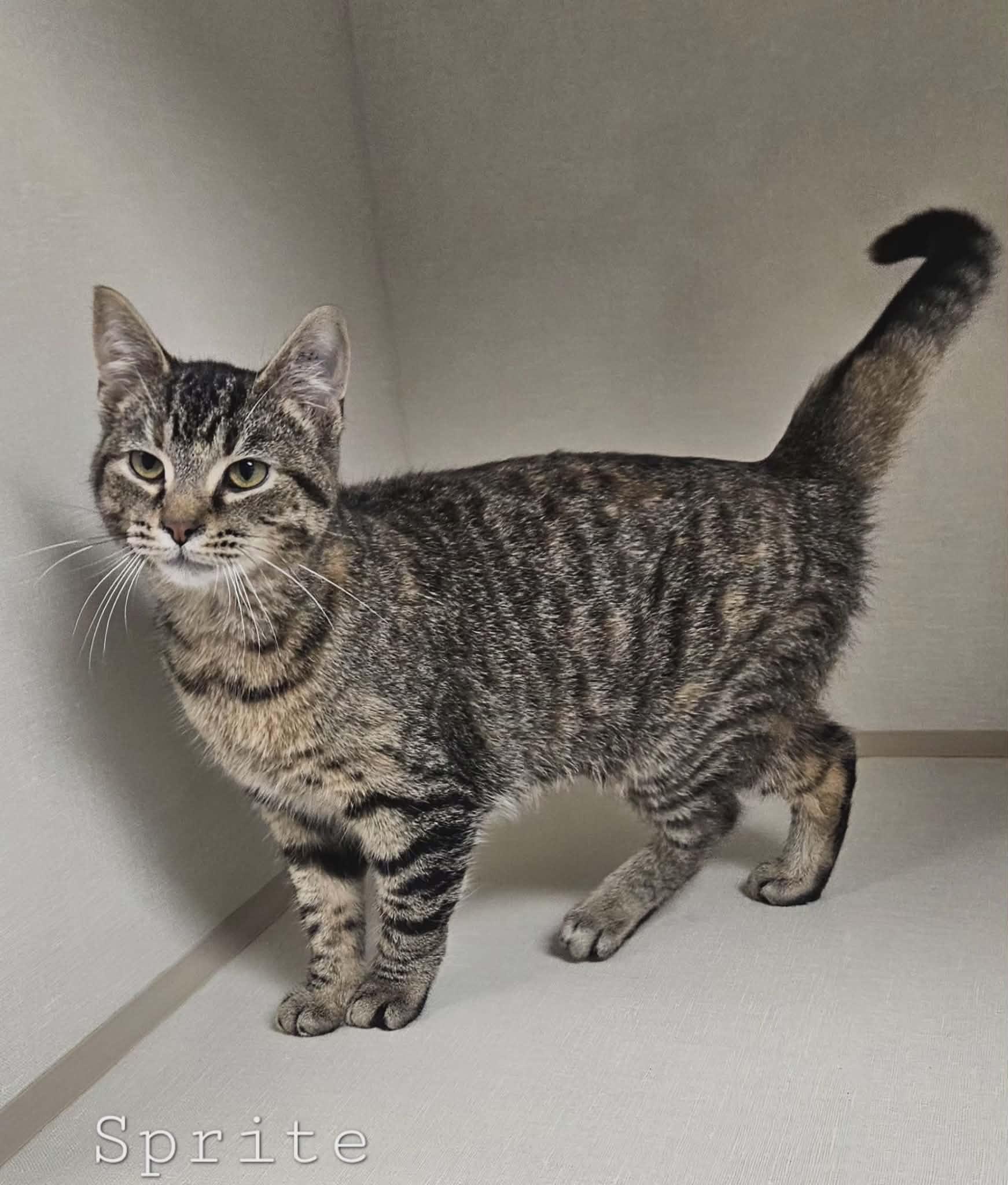Enlarge Sprite, an adopted Domestic Short Hair in Wapakoneta, OH image 2/2