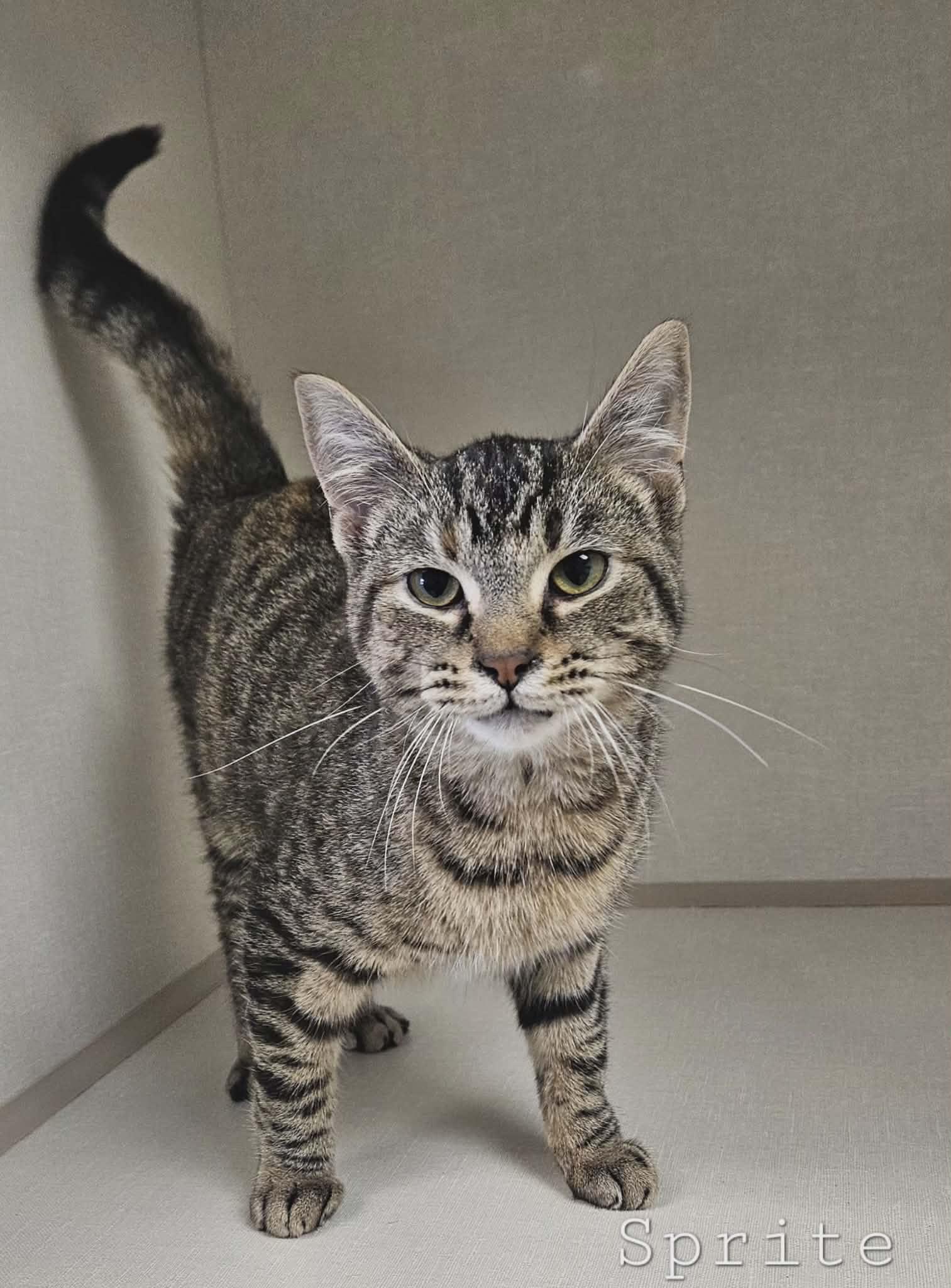 Enlarge Sprite, an adopted Domestic Short Hair in Wapakoneta, OH image 1/2