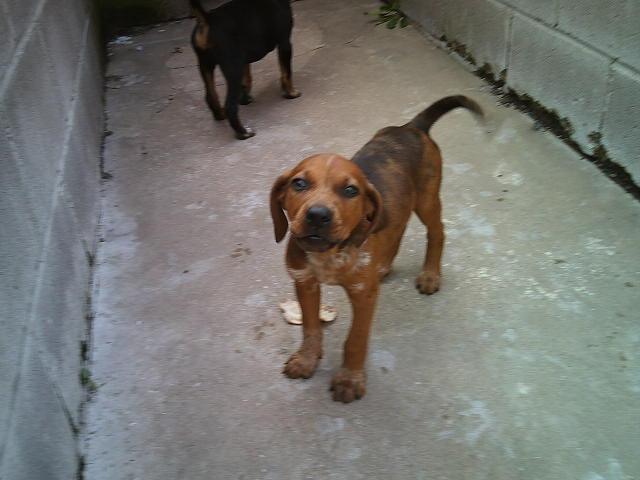 RUSTY AND DUSTY, an adopted mixed breed in Kellyville, OK image 6/6