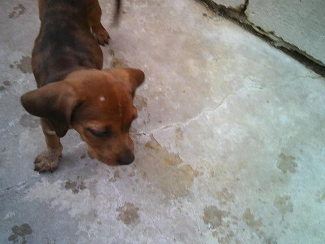 RUSTY AND DUSTY, an adopted mixed breed in Kellyville, OK image 5/6