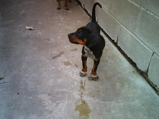 RUSTY AND DUSTY, an adopted mixed breed in Kellyville, OK image 2/6