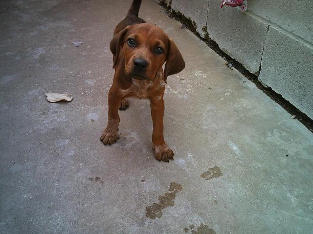 RUSTY AND DUSTY, an adopted mixed breed in Kellyville, OK image 4/6