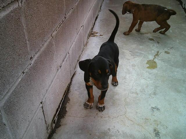 RUSTY AND DUSTY, an adopted mixed breed in Kellyville, OK image 1/6