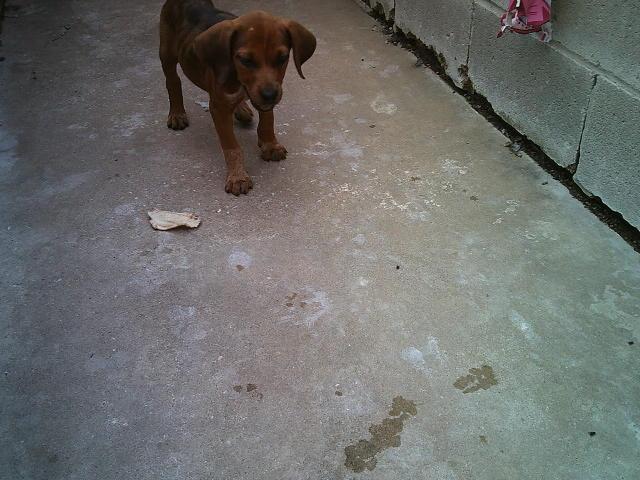 RUSTY AND DUSTY, an adopted mixed breed in Kellyville, OK image 3/6