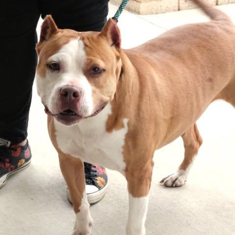 26-00651 DELILAH, ADOPTABLE, Adult Female Pit Bull Terrier.
