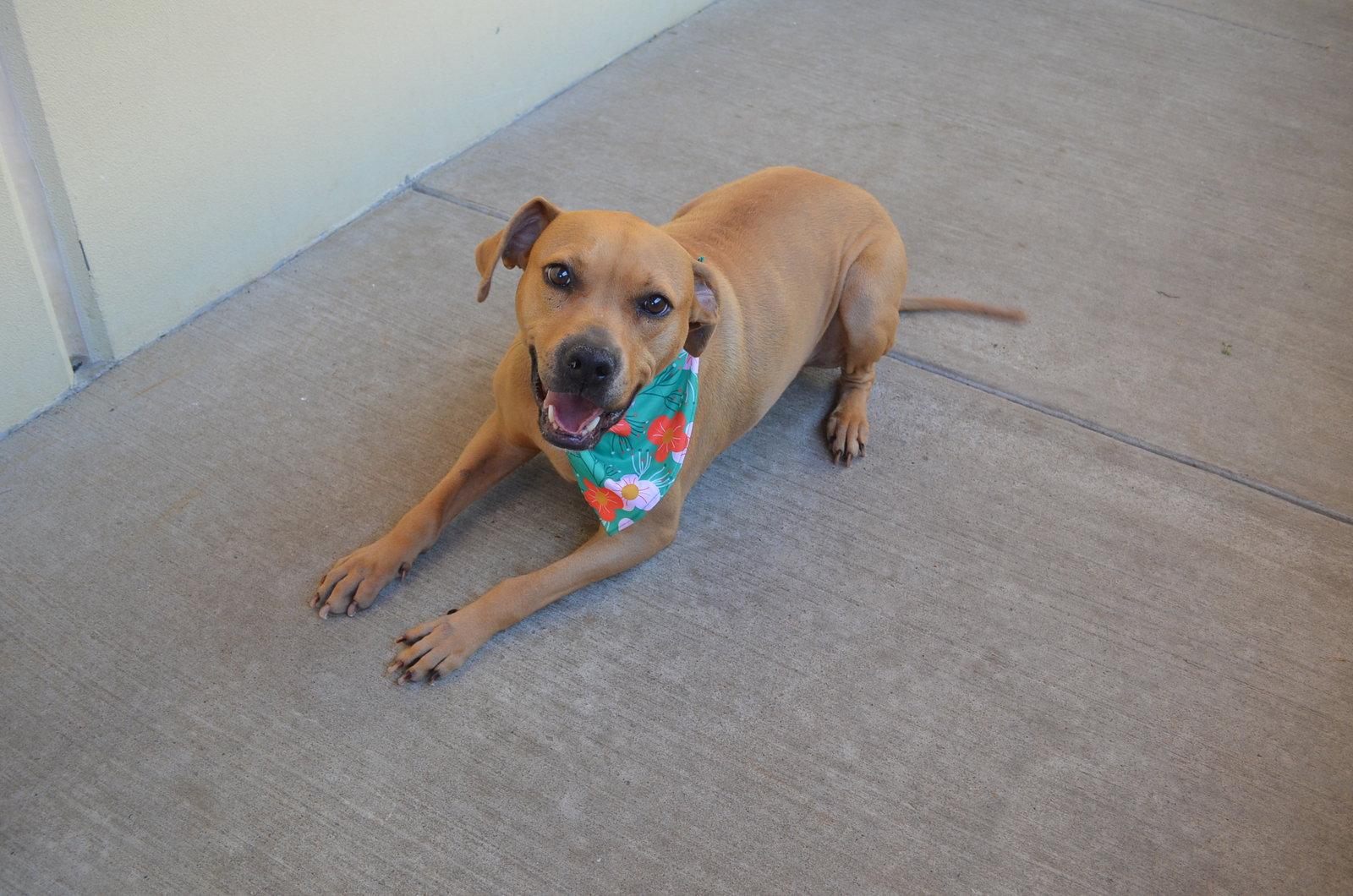 Brownie, Adoptable, Adult Female Rhodesian Ridgeback.