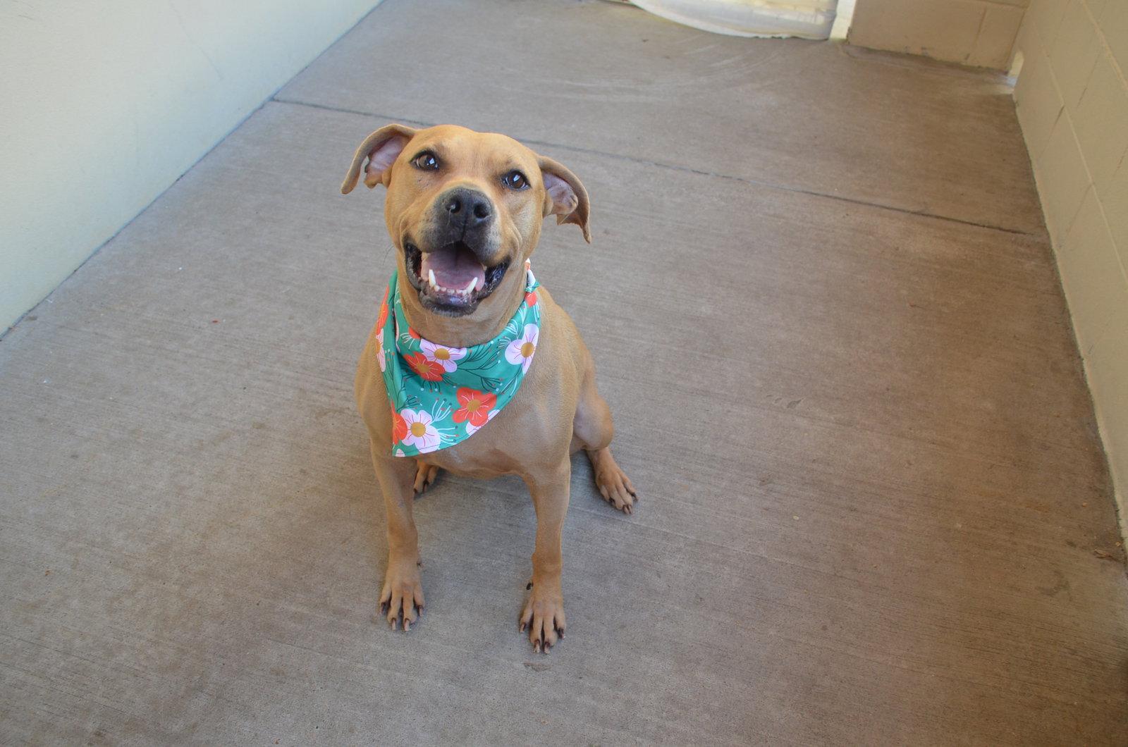 Enlarge Brownie, a Adoptable Rhodesian Ridgeback in McKinney, TX image 2/3