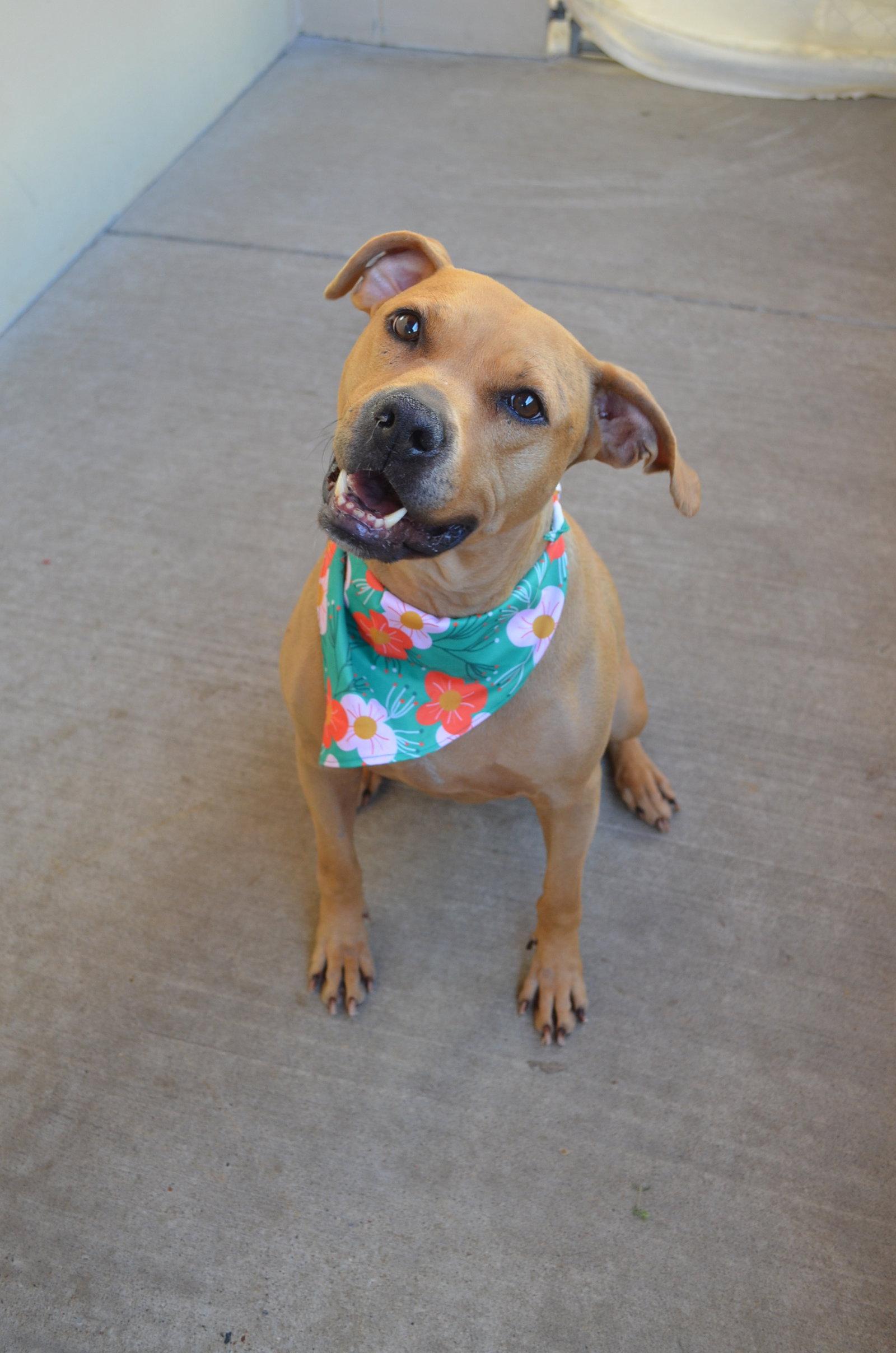 Enlarge Brownie, a Adoptable Rhodesian Ridgeback in McKinney, TX image 3/3