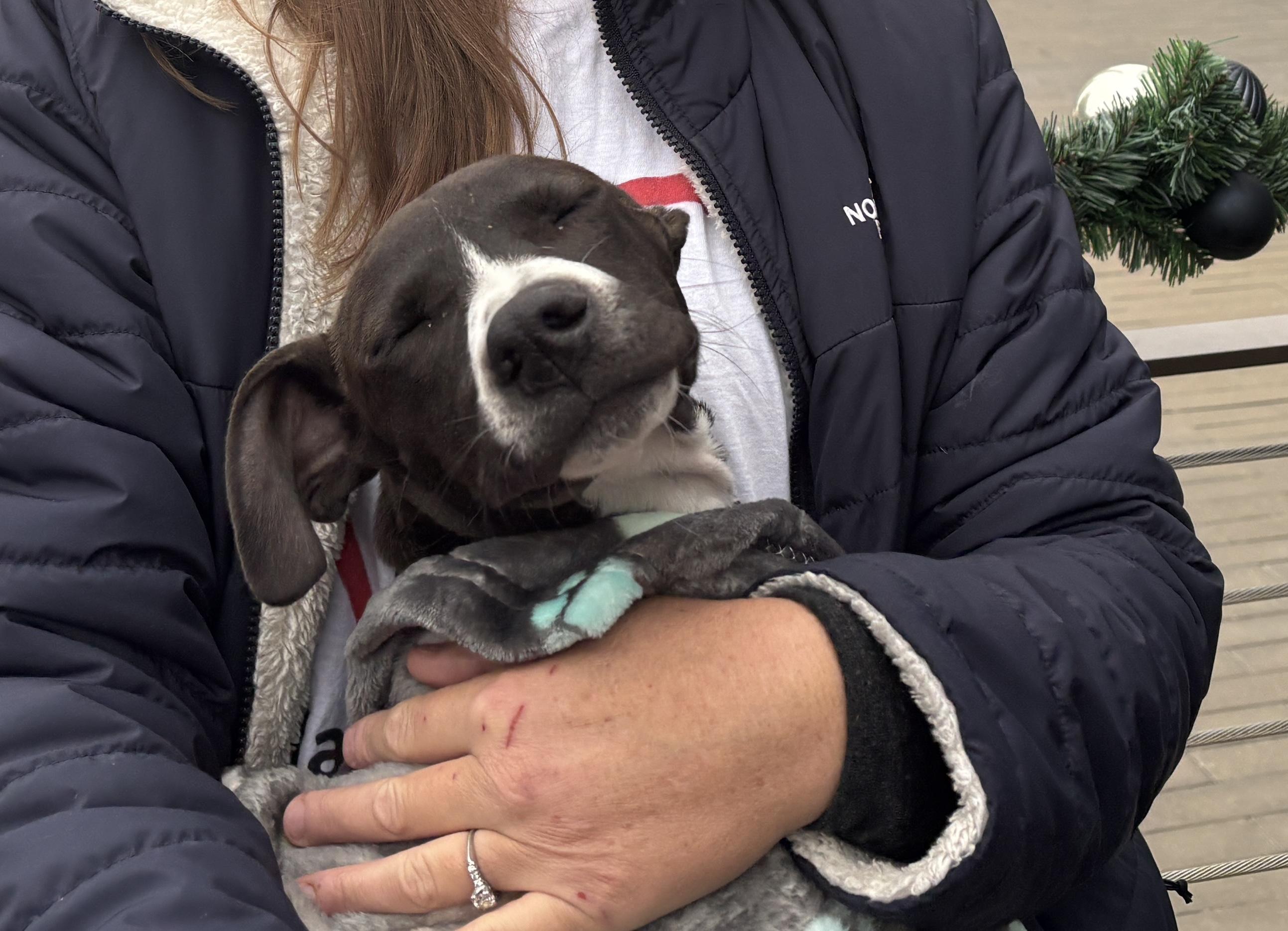 Enlarge Puppies!, a Adoptable mixed breed in Cleveland, OH image 4/6