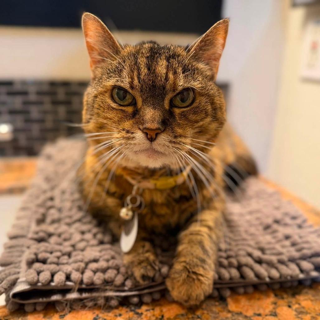 Wilma, Adoptable, Senior Female Domestic Medium Hair.