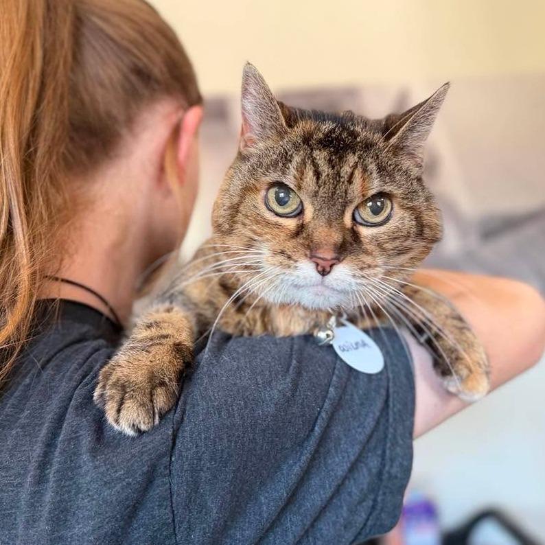 Enlarge Wilma, a Adoptable Domestic Medium Hair in Ramona, CA image 2/6