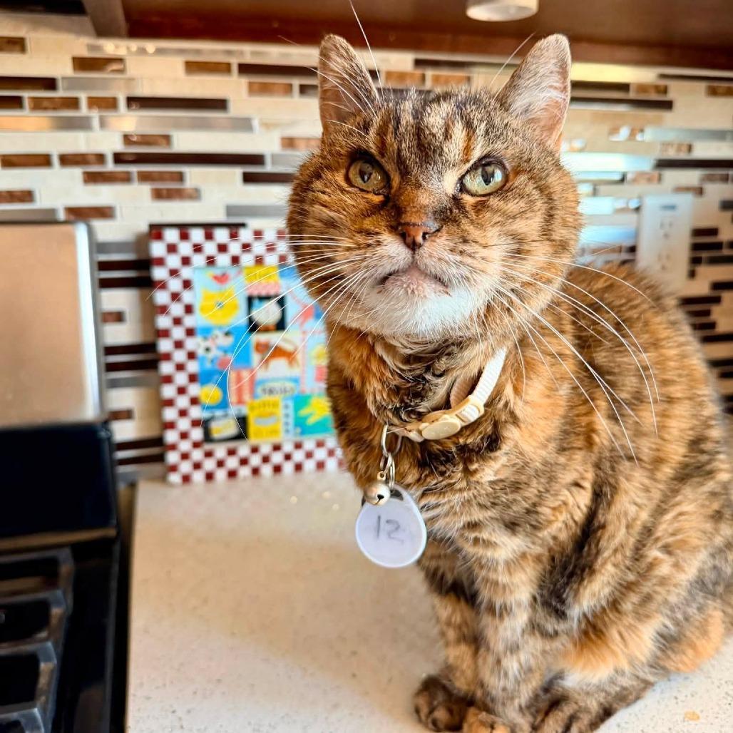 Enlarge Wilma, a Adoptable Domestic Medium Hair in Ramona, CA image 3/6