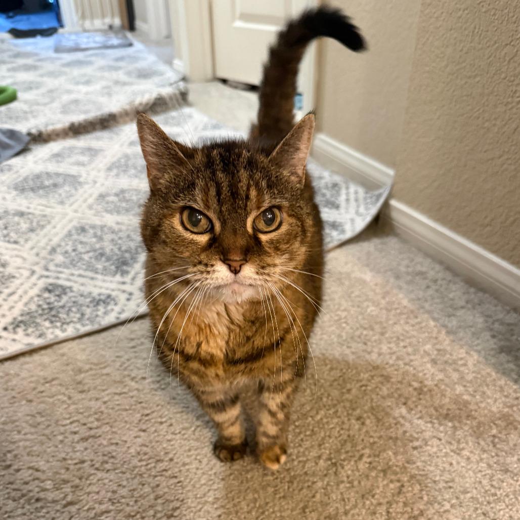Enlarge Wilma, a Adoptable Domestic Medium Hair in Ramona, CA image 4/6