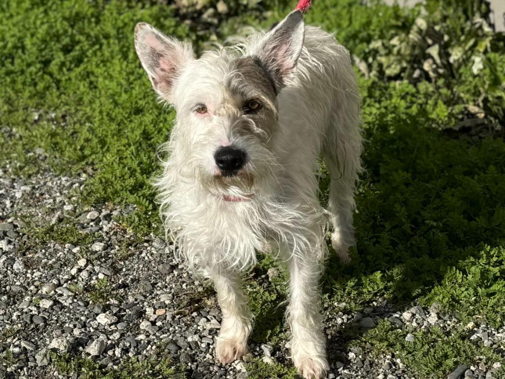 Bucks, Adoptable, Adult Male Terrier & Mixed Breed.