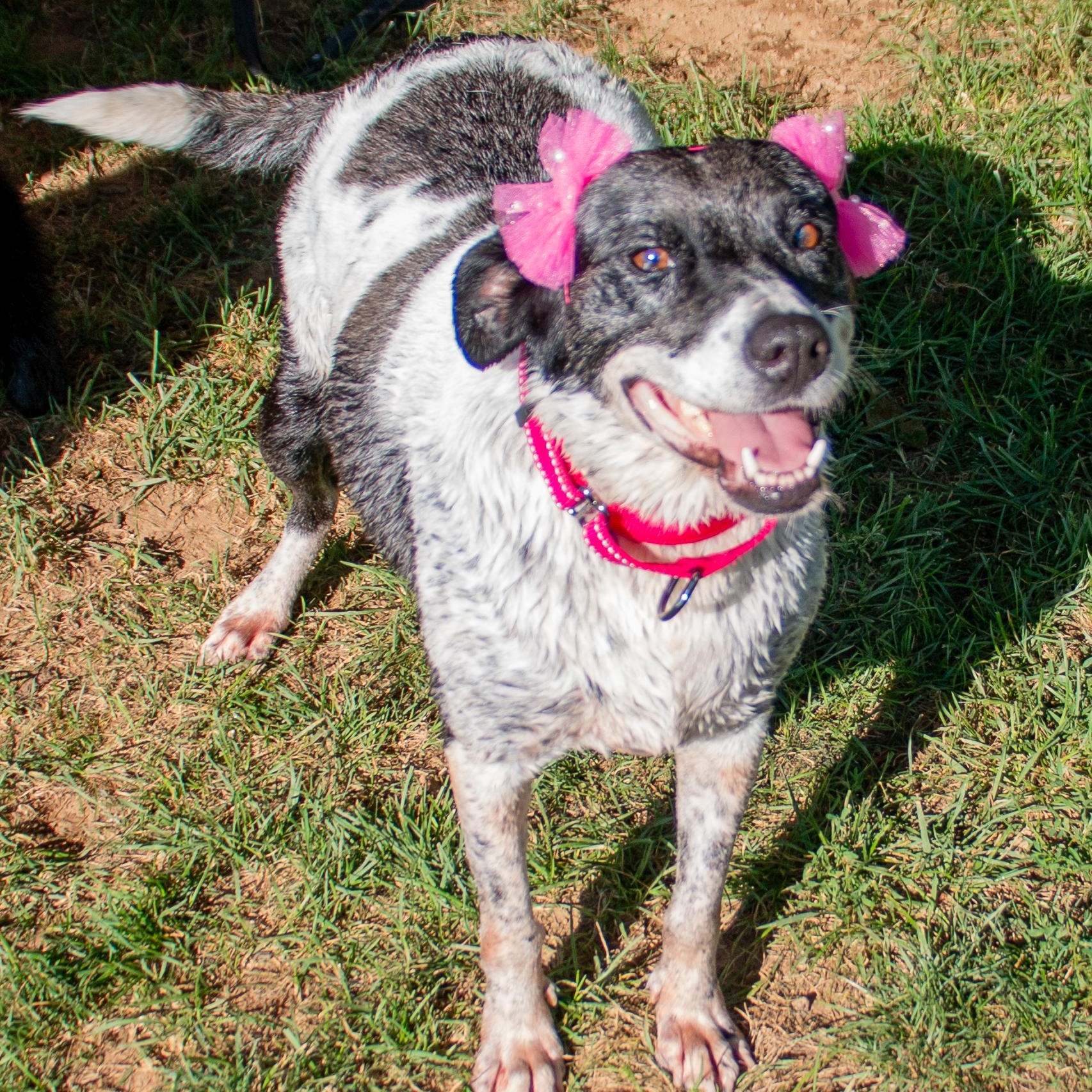 Enlarge Darling Deliah, a Adoptable mixed breed in Allentown, PA image 3/6
