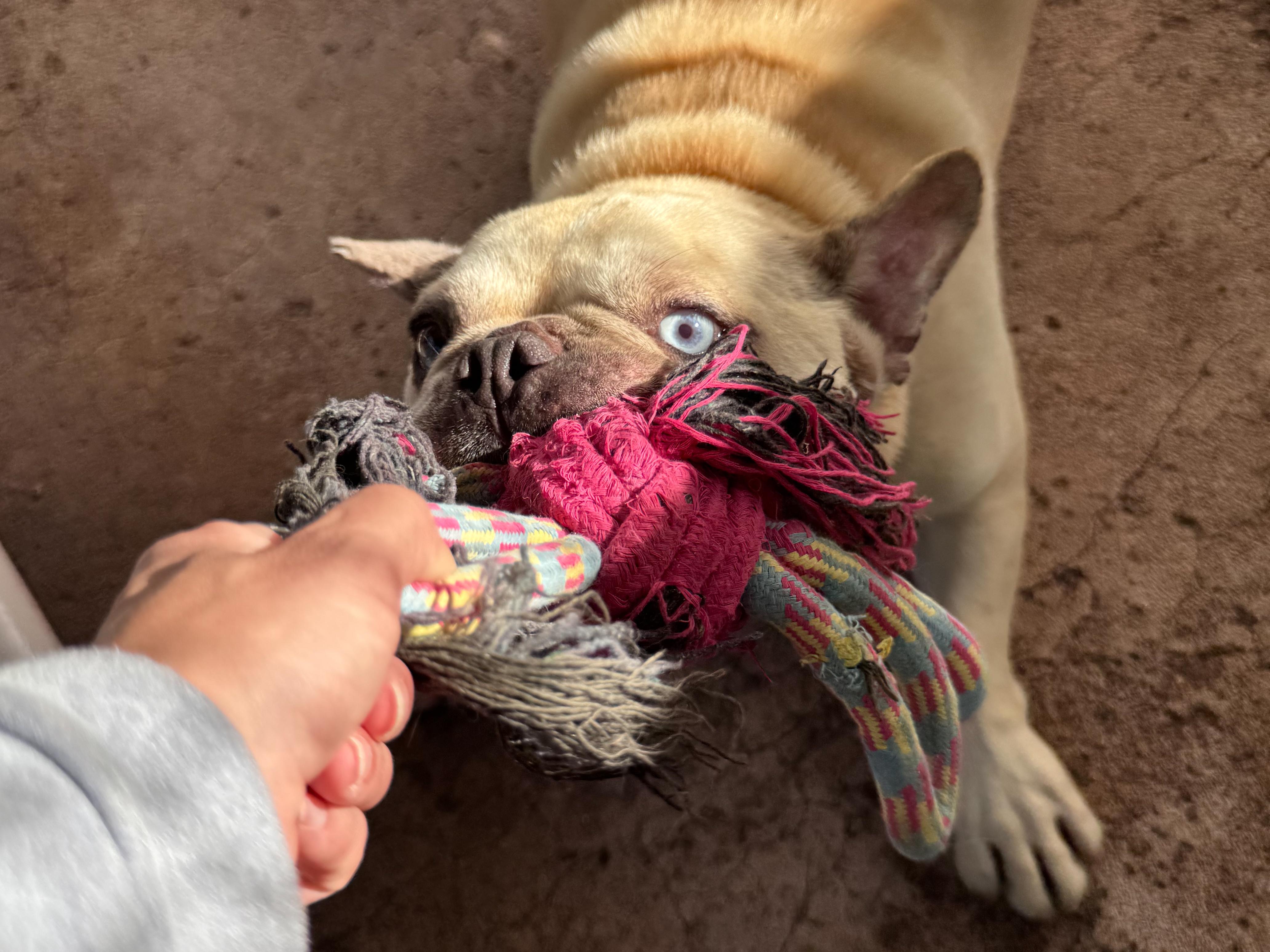 TITAN , adoptable, Adult Male French Bulldog.