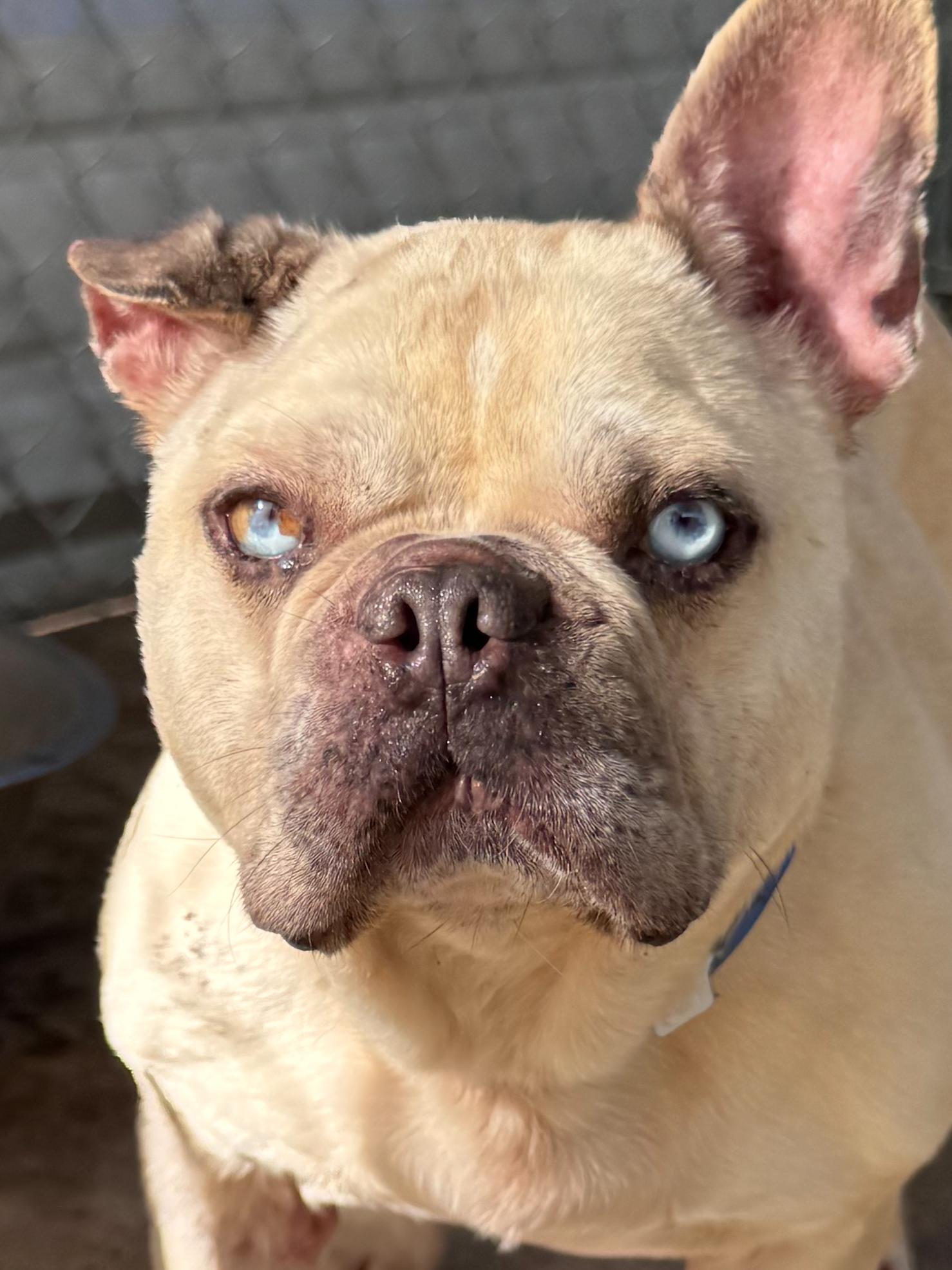 Enlarge TITAN , an adoptable mixed breed in Fresno, CA image 3/3