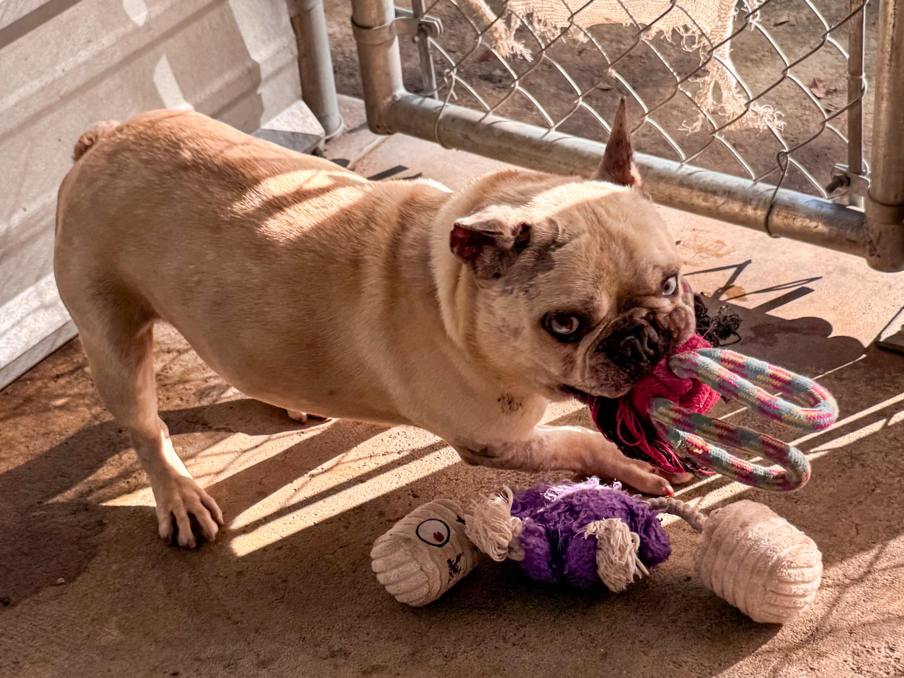 Enlarge TITAN , an adoptable mixed breed in Fresno, CA image 2/3