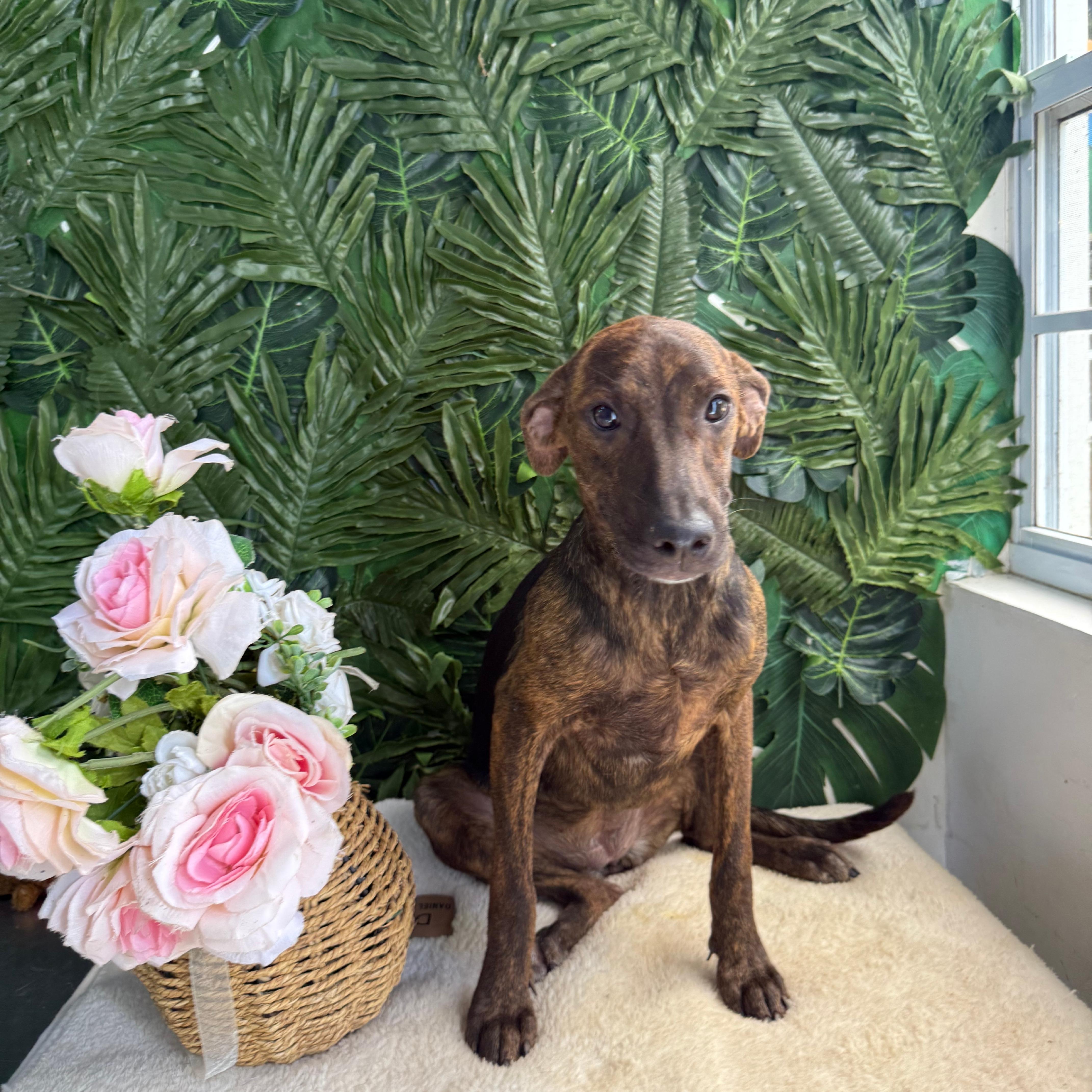 Enlarge Marley, an adopted Mixed Breed in Barrie, ON image 4/4