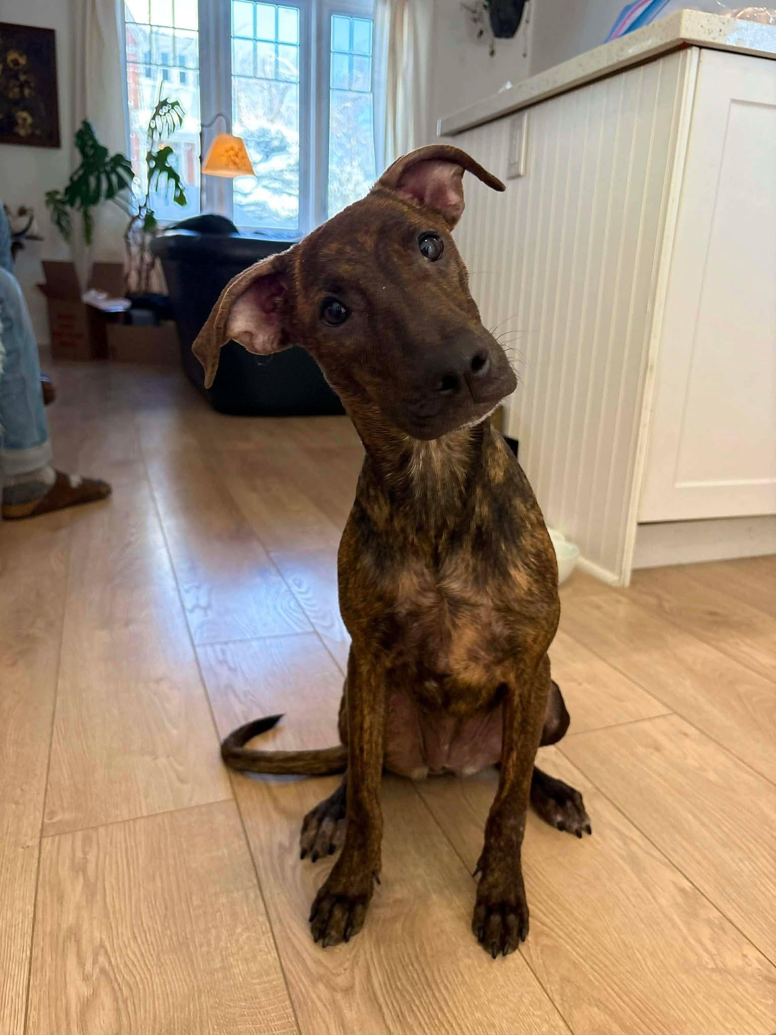 Enlarge Marley, an adopted Mixed Breed in Barrie, ON image 1/4
