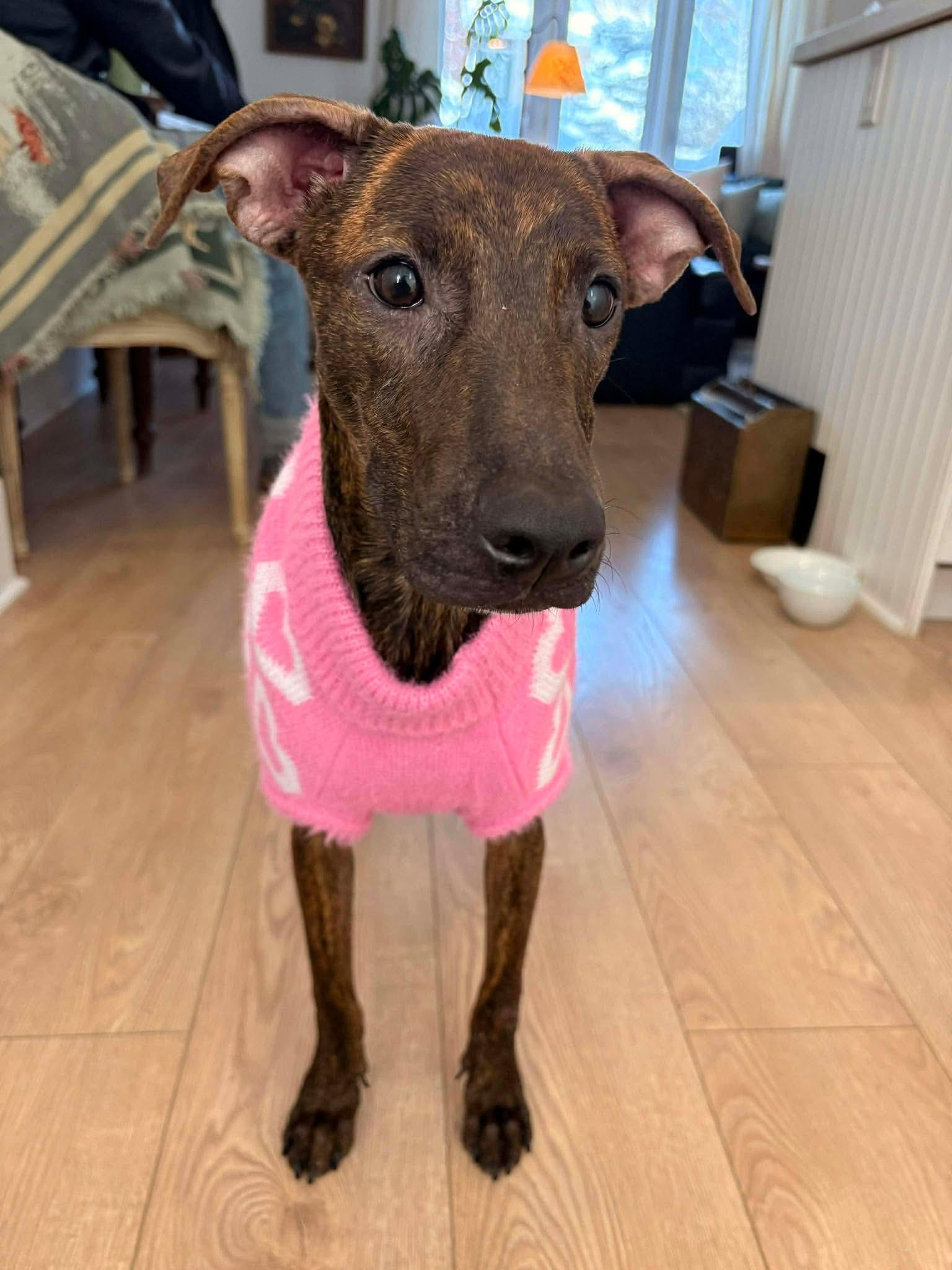 Enlarge Marley, an adopted Mixed Breed in Barrie, ON image 2/4