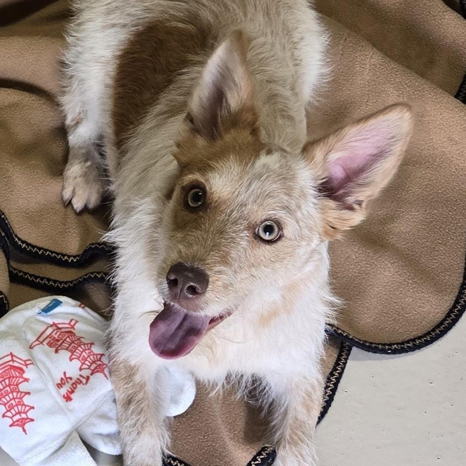 Enlarge Olaf, a Adoptable mixed breed in Wickenburg, AZ image 1/2