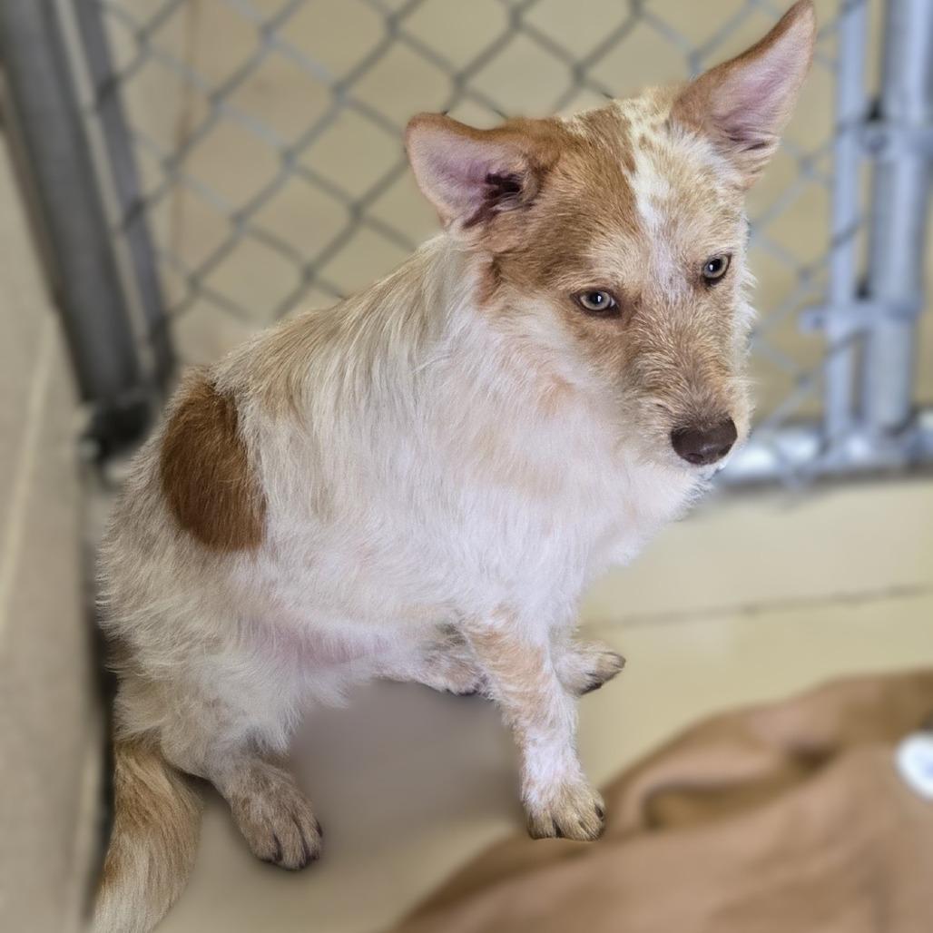 Enlarge Olaf, a Adoptable mixed breed in Wickenburg, AZ image 2/2