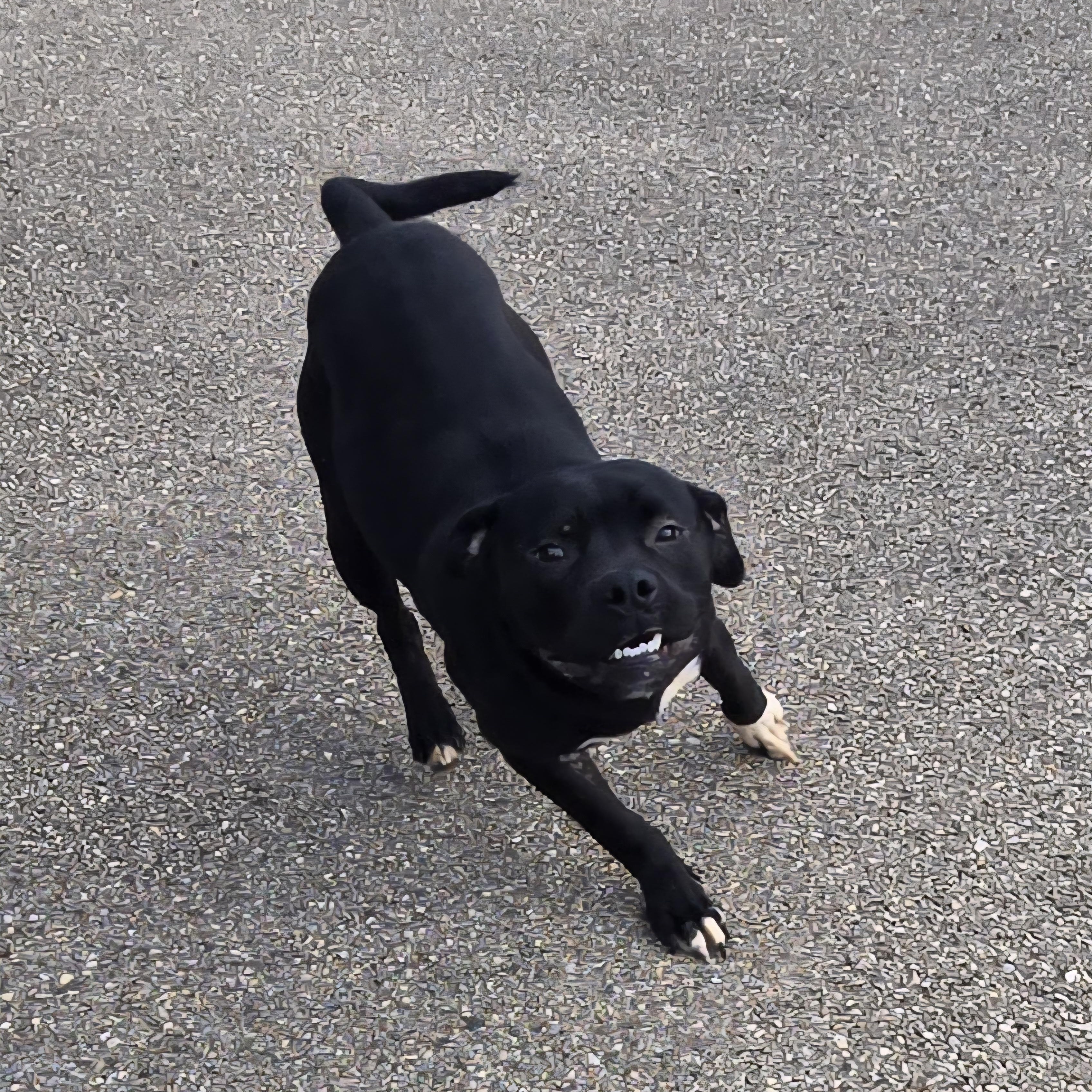 Enlarge Zorro, a ADOPTABLE Pit Bull Terrier in Xenia , OH image 3/6