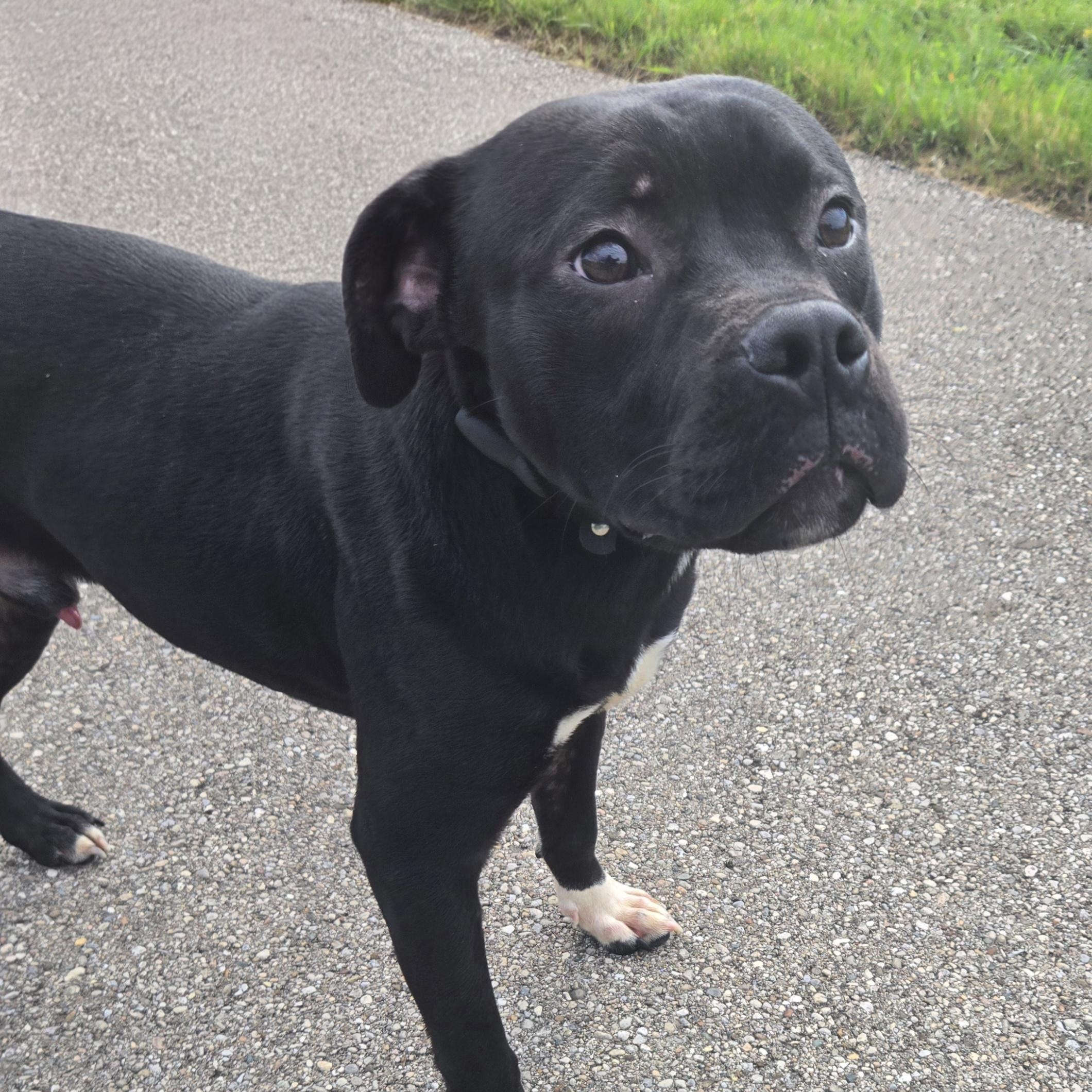Enlarge Zorro, a ADOPTABLE Pit Bull Terrier in Xenia , OH image 4/6