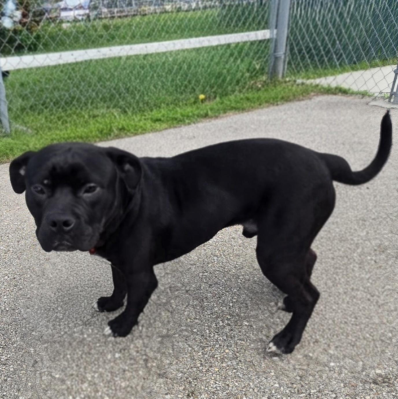 Enlarge Zorro, a ADOPTABLE Pit Bull Terrier in Xenia , OH image 6/6