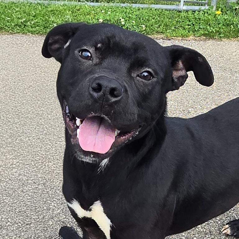 Zorro, ADOPTABLE, Adult Male Pit Bull Terrier.