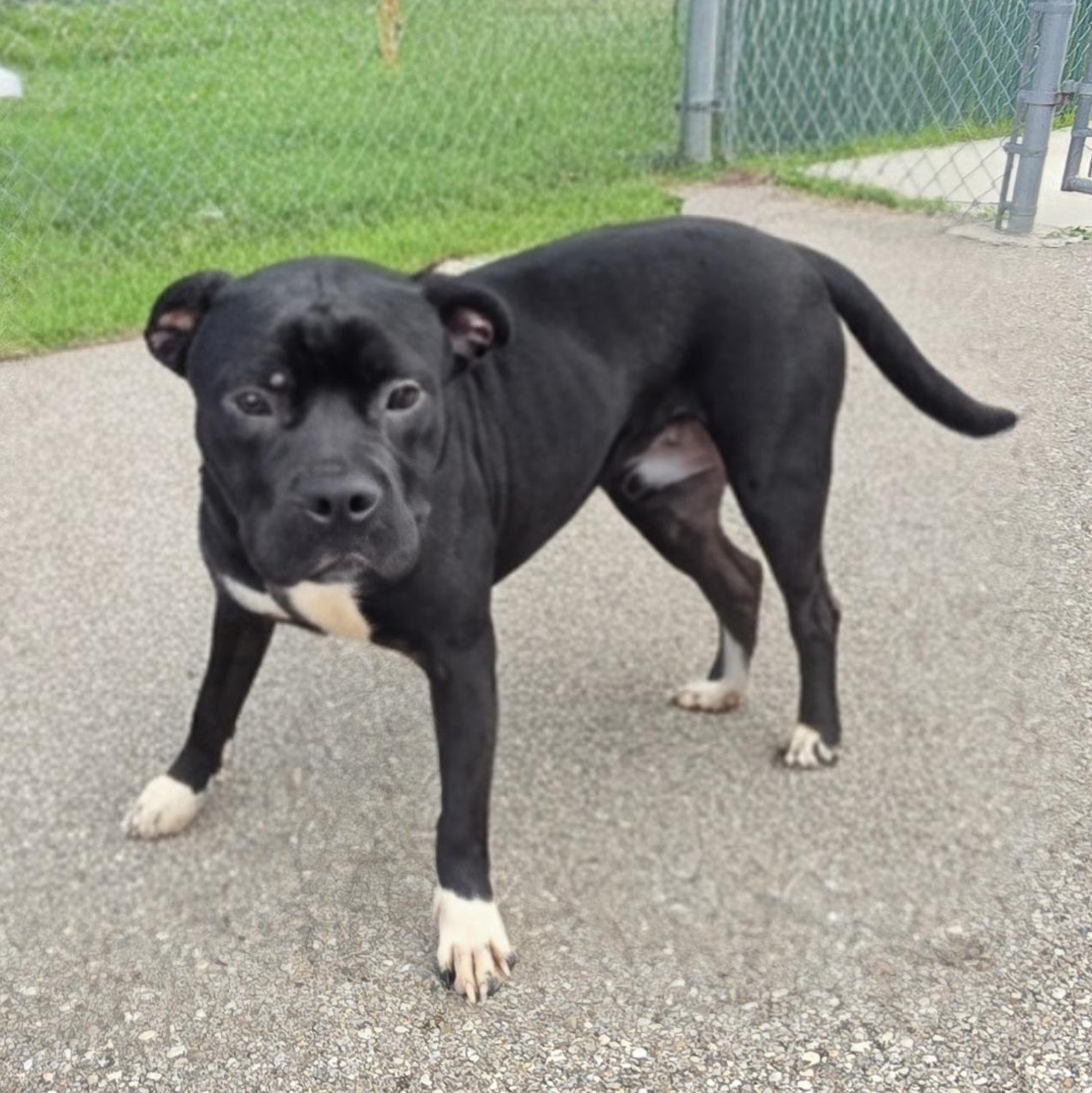 Enlarge Zorro, a ADOPTABLE Pit Bull Terrier in Xenia , OH image 5/6