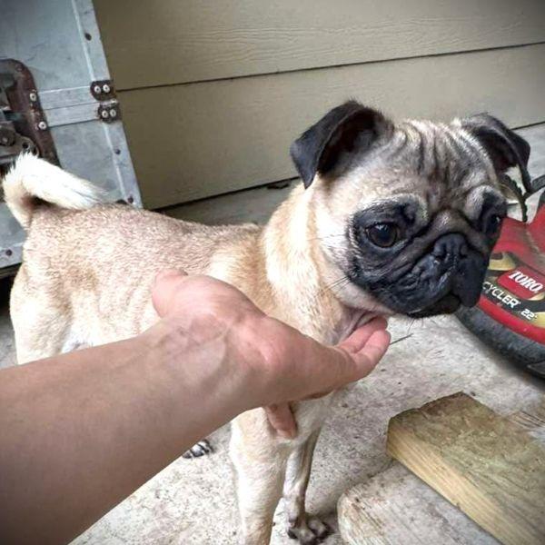 Wren, adopted, Young Female Pug.