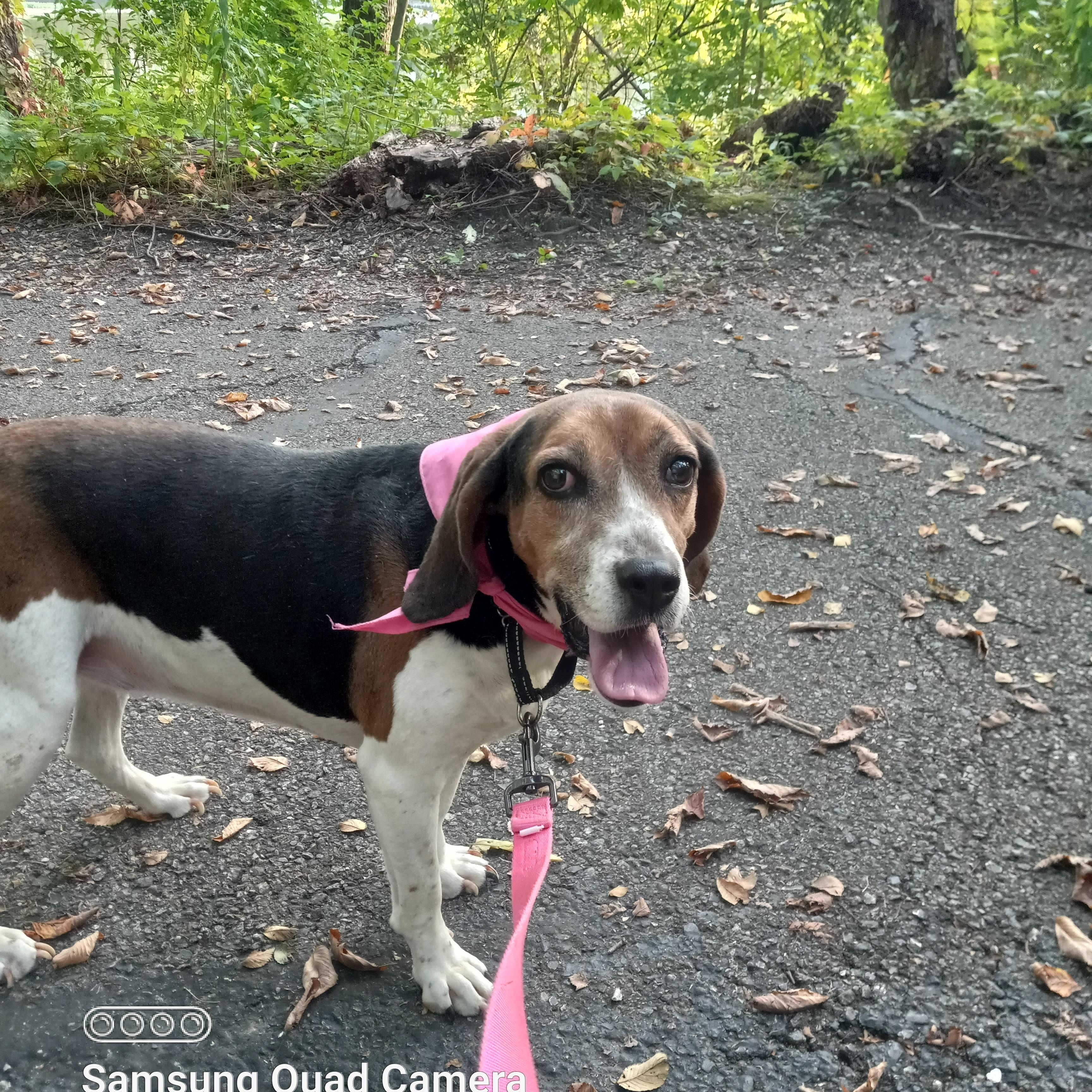 Karai, a Adoptable mixed breed in Fort Wayne, IN image 6/6