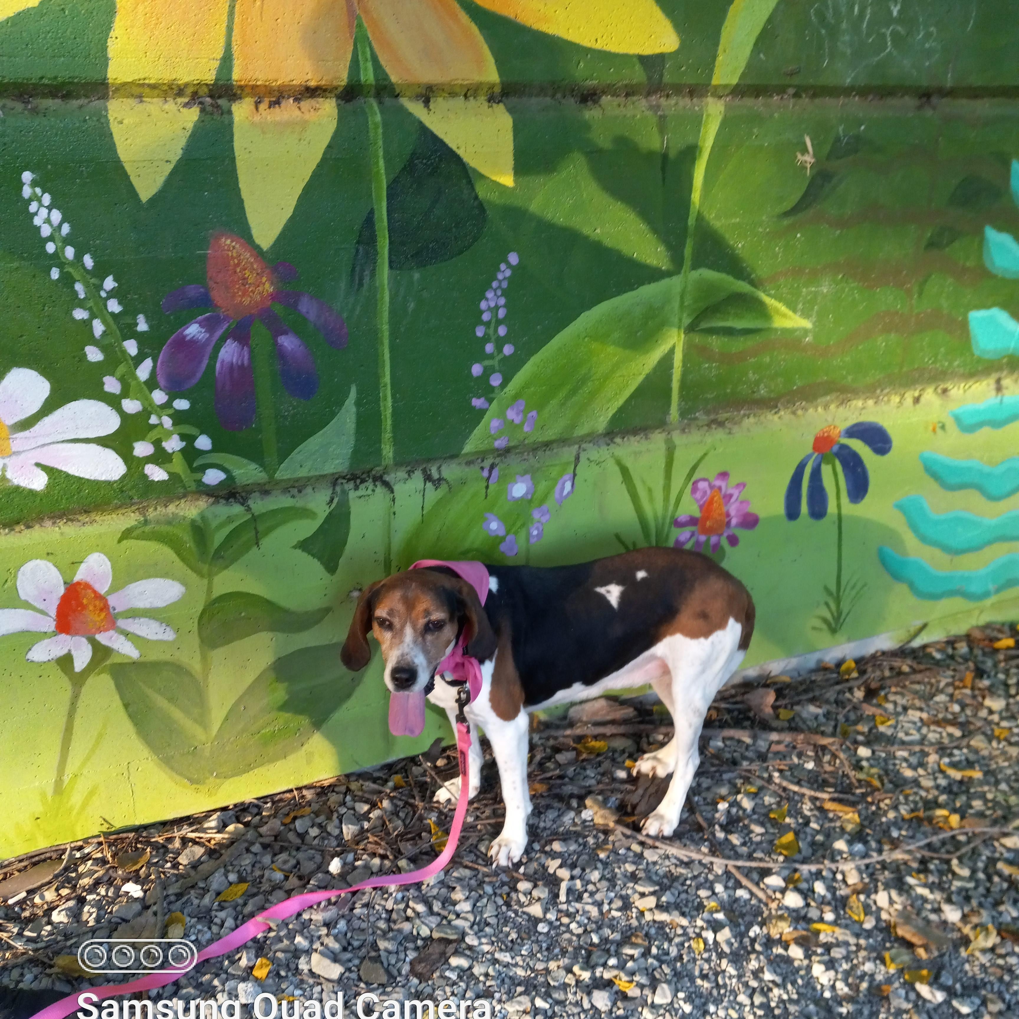 Karai, a Adoptable mixed breed in Fort Wayne, IN image 5/6