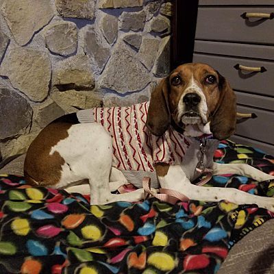 Karai, a Adoptable mixed breed in Fort Wayne, IN image 2/6