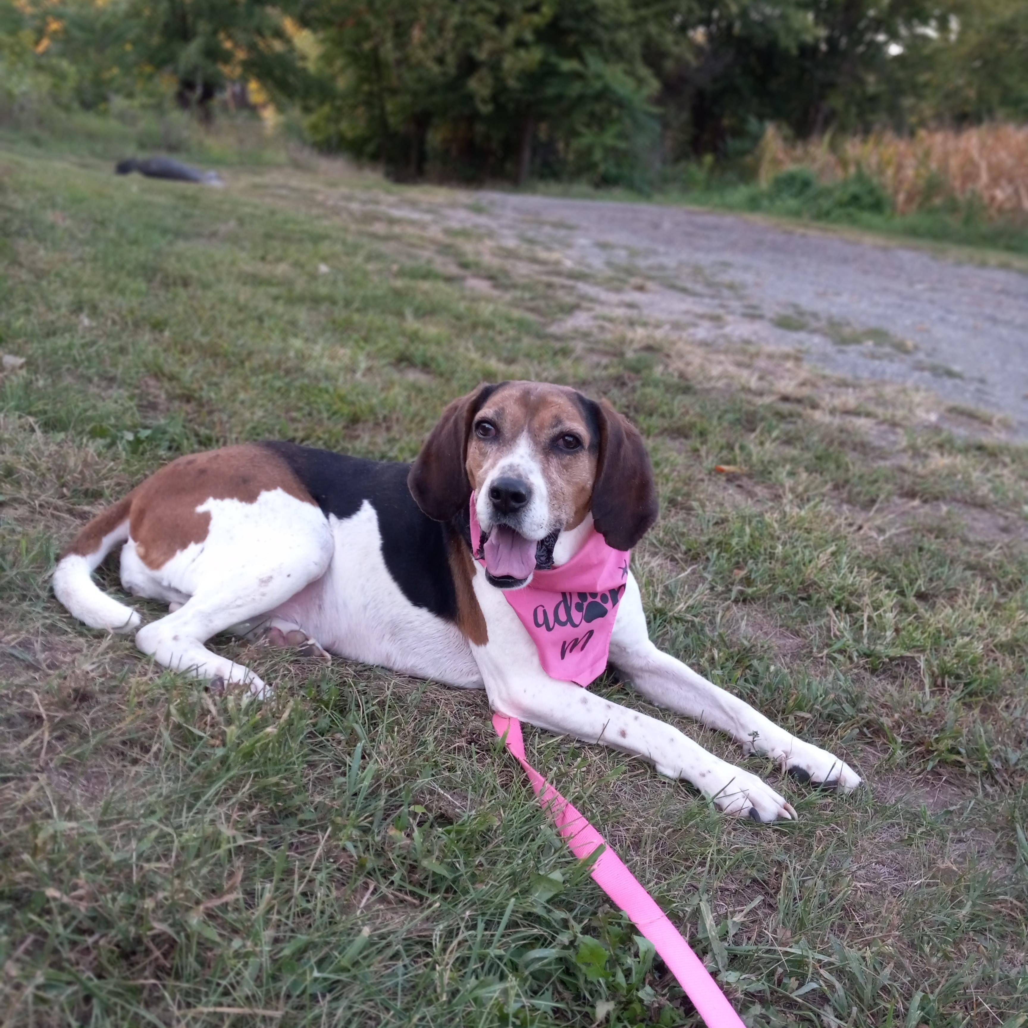 Karai, a Adoptable mixed breed in Fort Wayne, IN image 1/6