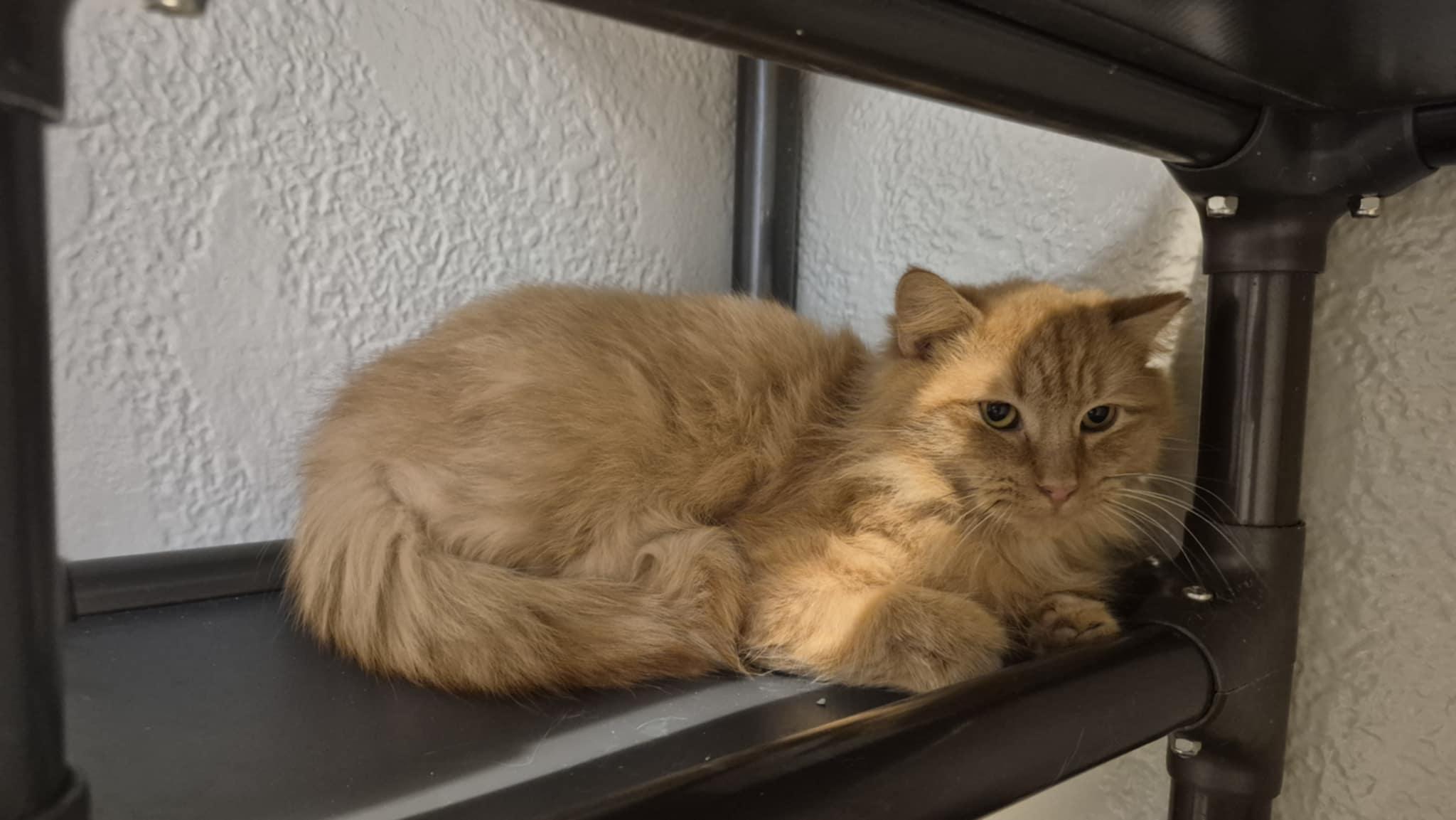 Enlarge Mufasa, an adopted Domestic Long Hair in Richmond, KY image 1/6