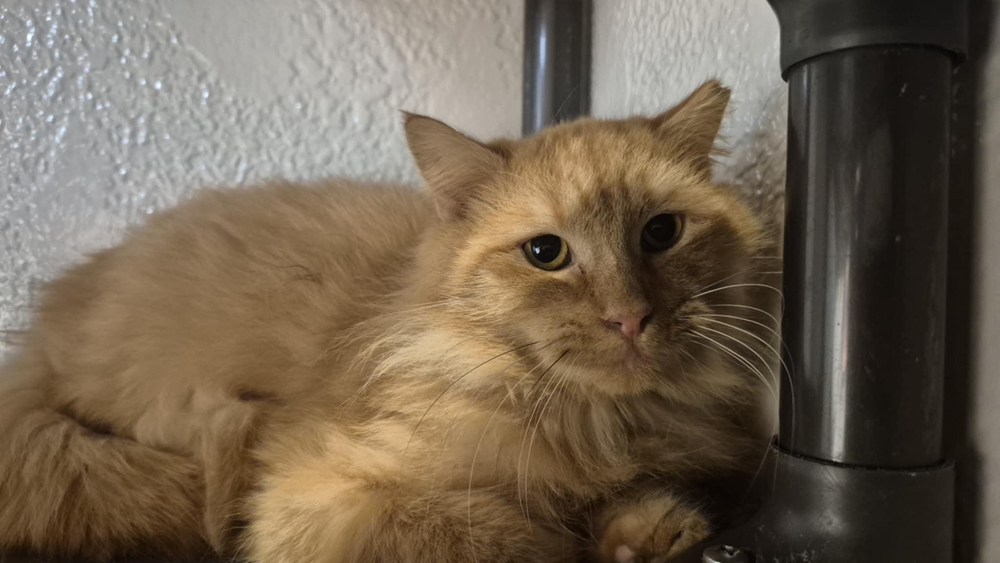 Enlarge Mufasa, an adopted Domestic Long Hair in Richmond, KY image 5/6