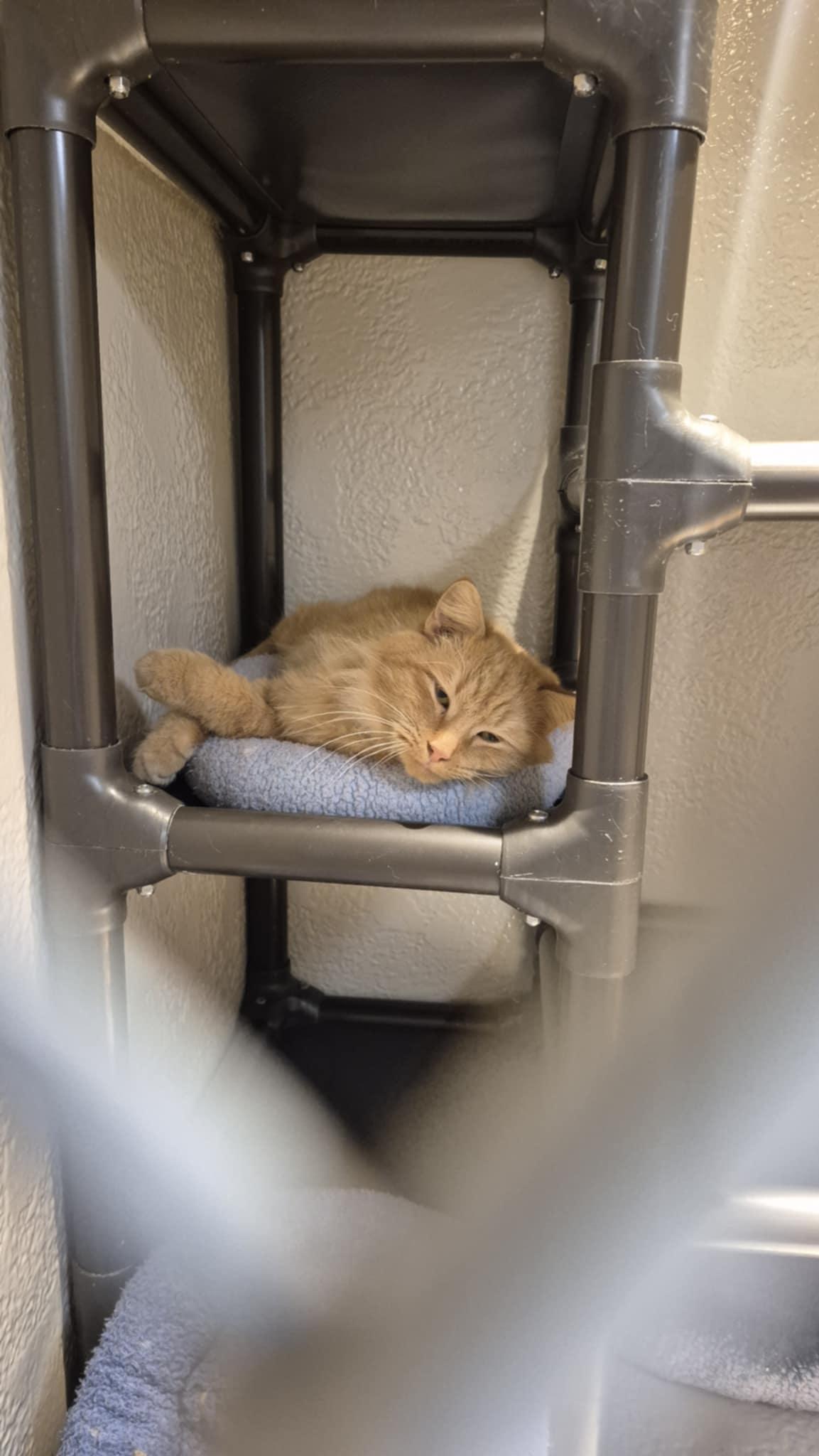 Enlarge Mufasa, an adopted Domestic Long Hair in Richmond, KY image 4/6