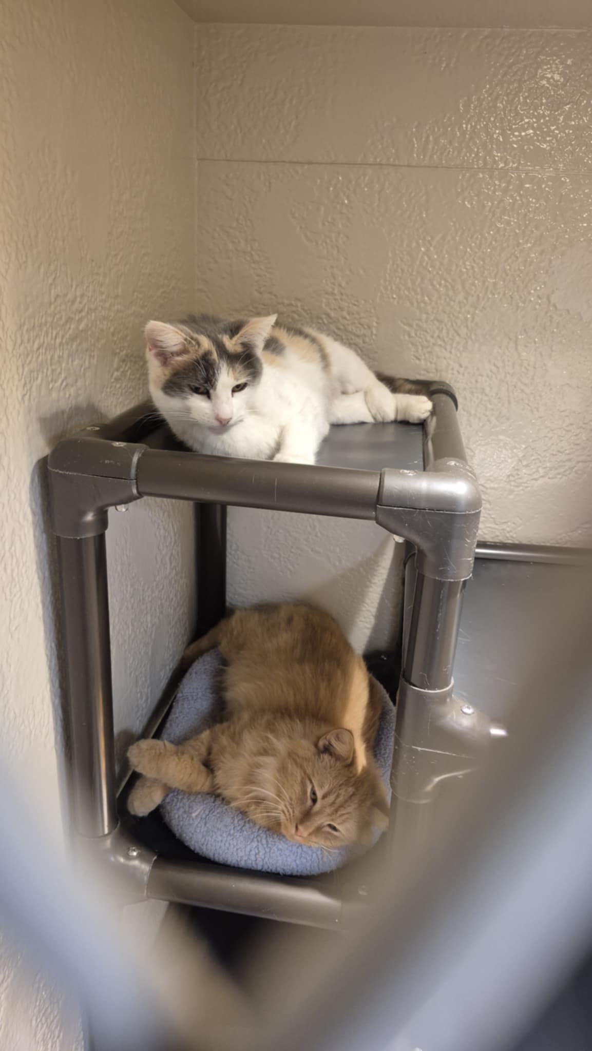 Enlarge Mufasa, an adopted Domestic Long Hair in Richmond, KY image 3/6