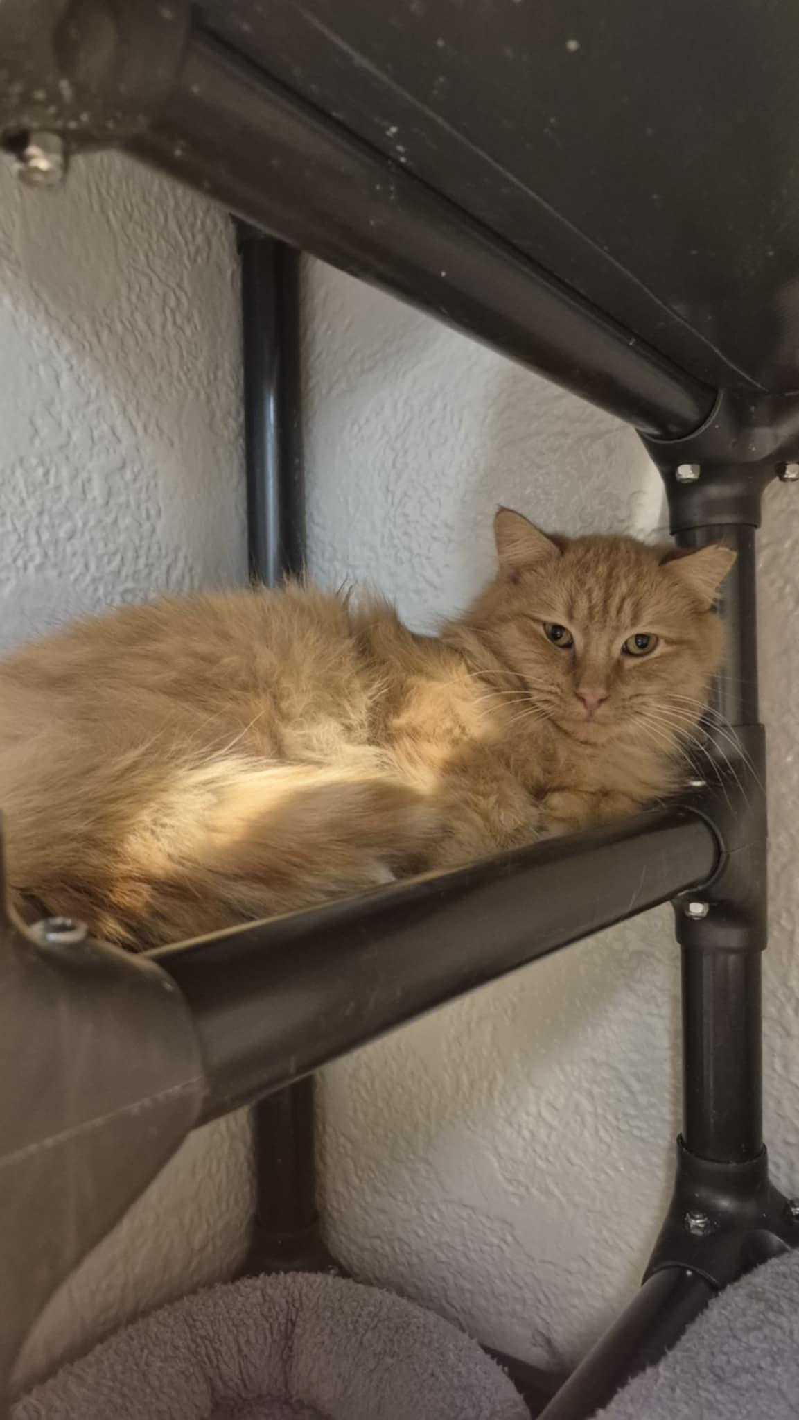 Enlarge Mufasa, an adopted Domestic Long Hair in Richmond, KY image 6/6