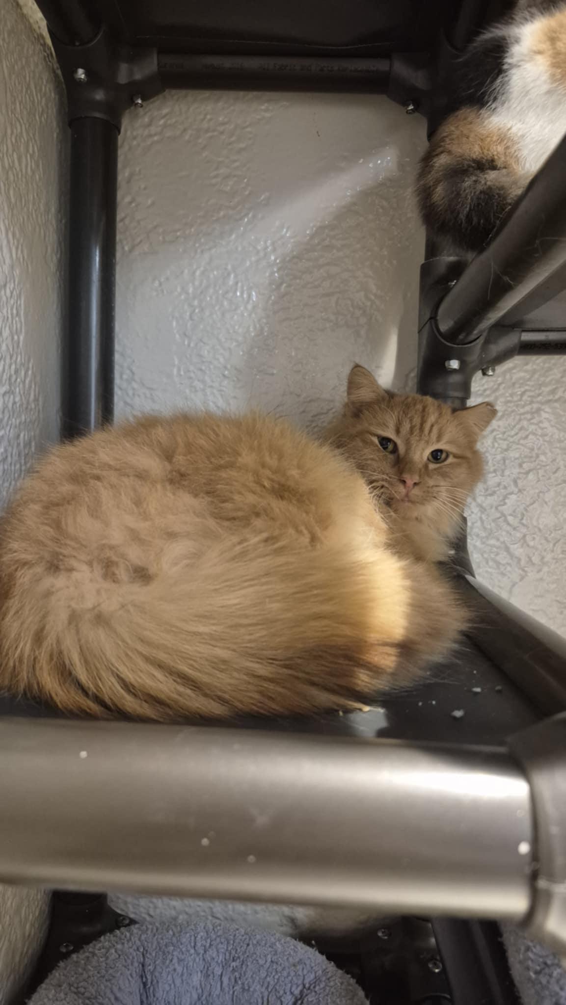 Enlarge Mufasa, an adopted Domestic Long Hair in Richmond, KY image 2/6