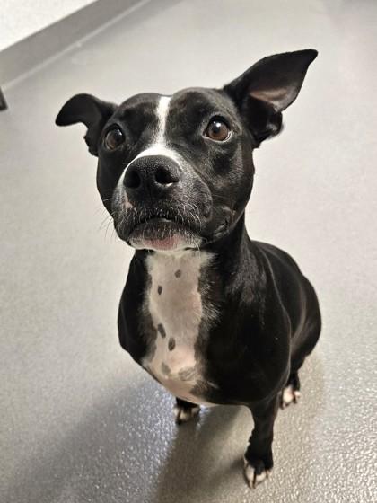 Enlarge Missy Moo, a Adoptable mixed breed in Roseville, CA image 1/3