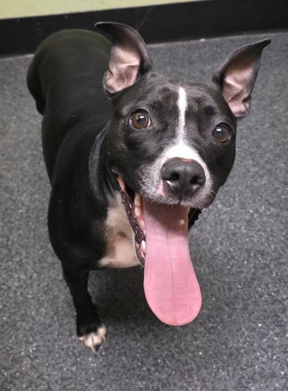 Enlarge Missy Moo, a Adoptable mixed breed in Roseville, CA image 2/3